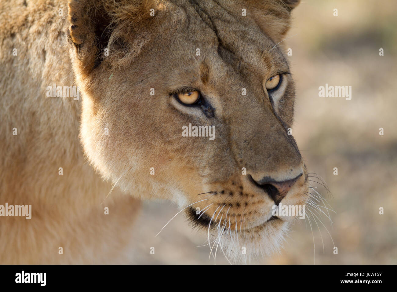 lion in the steppe Stock Photo