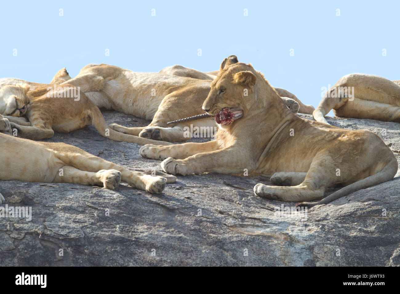 africa lion cat big cat feline predator steppe wildlife lioness hunts profile Stock Photo