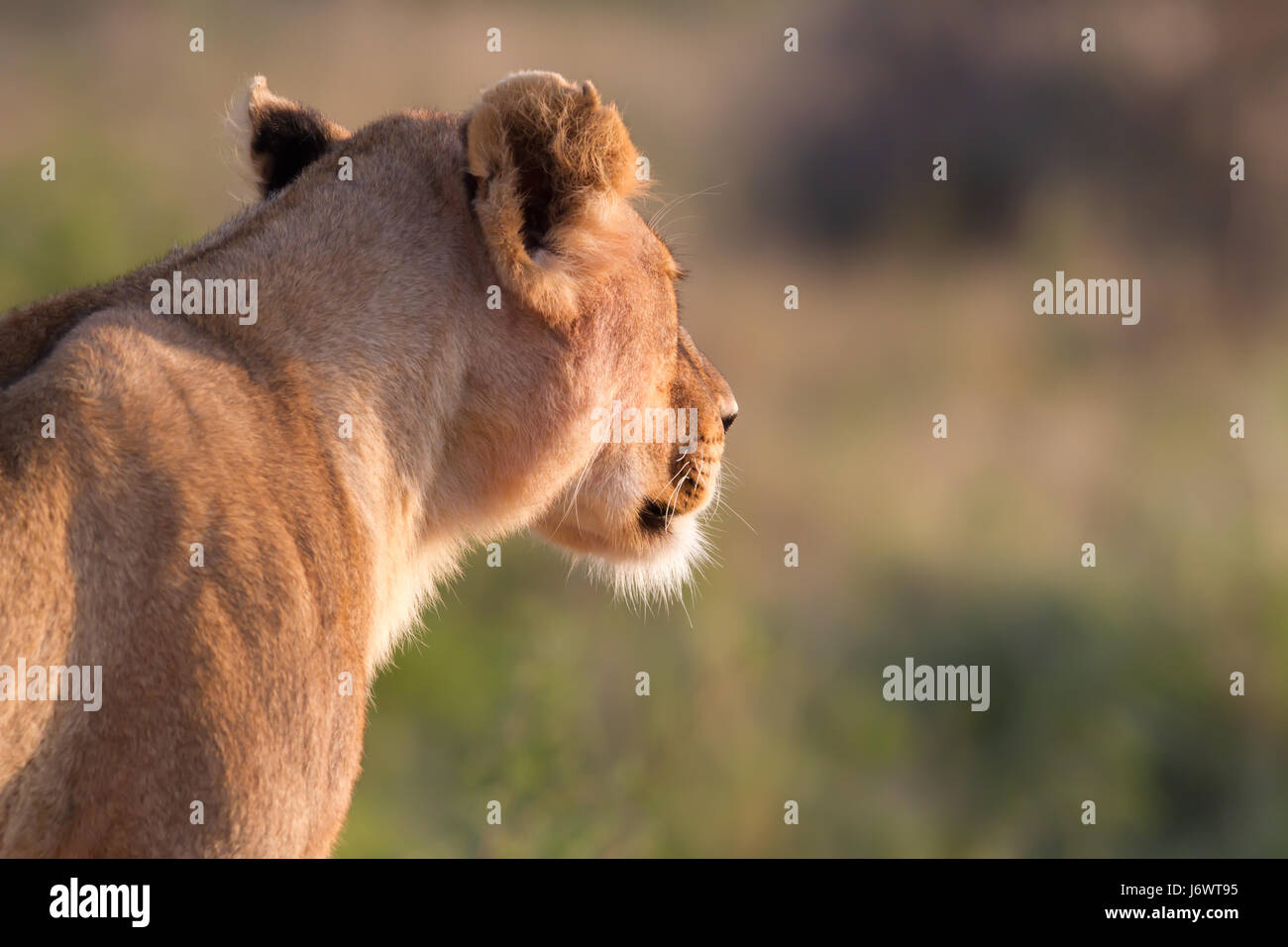 lion in the steppe Stock Photo