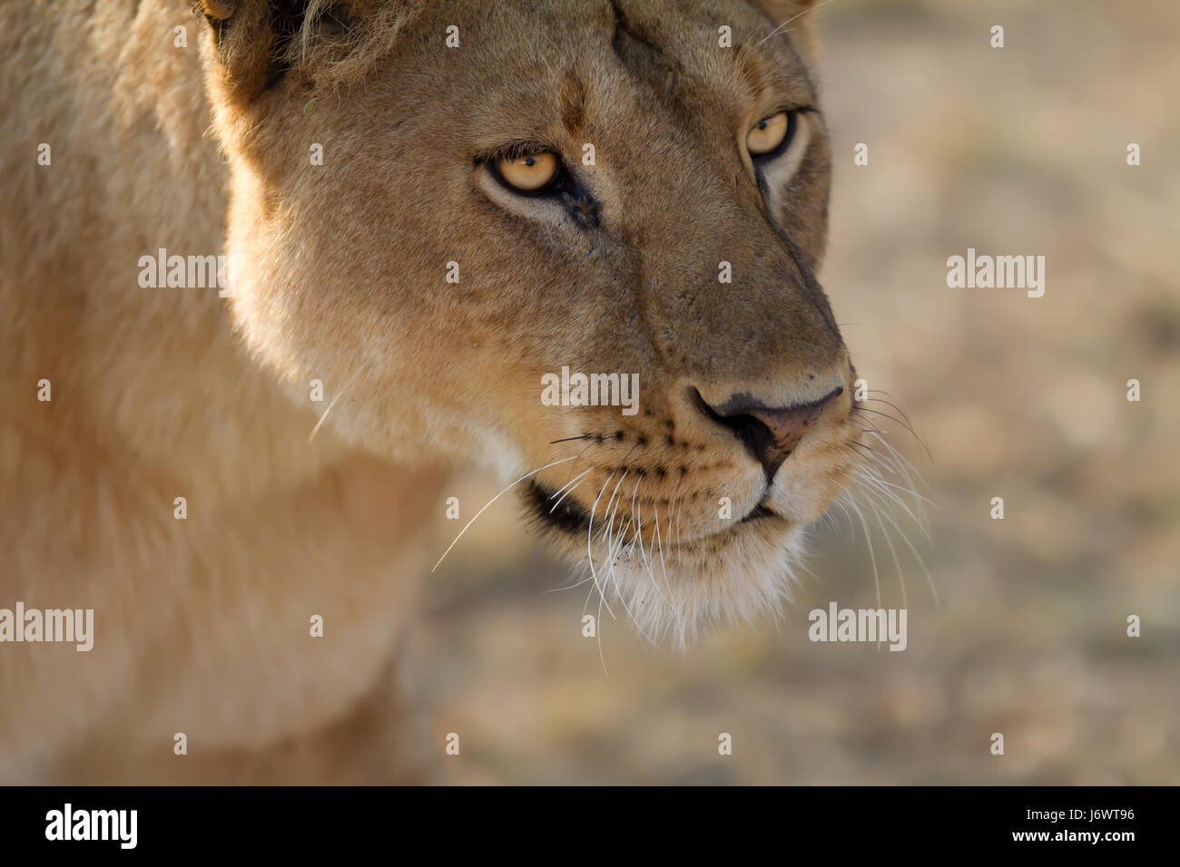 africa lion cat big cat feline predator steppe wildlife lioness hunts profile Stock Photo