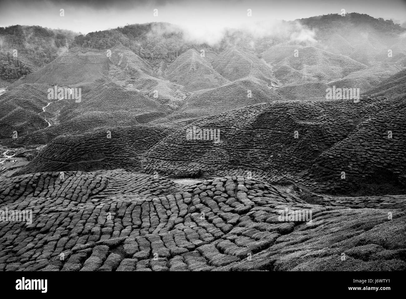 Malaysia cameron highlands Black and White Stock Photos & Images - Alamy