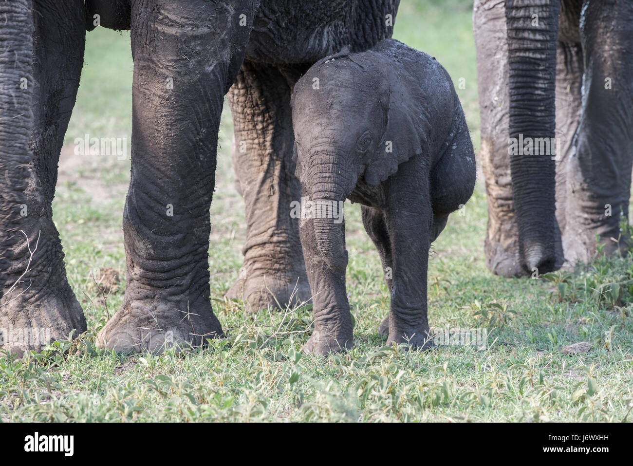 Baby Elephant, Tanzania Stock Photo