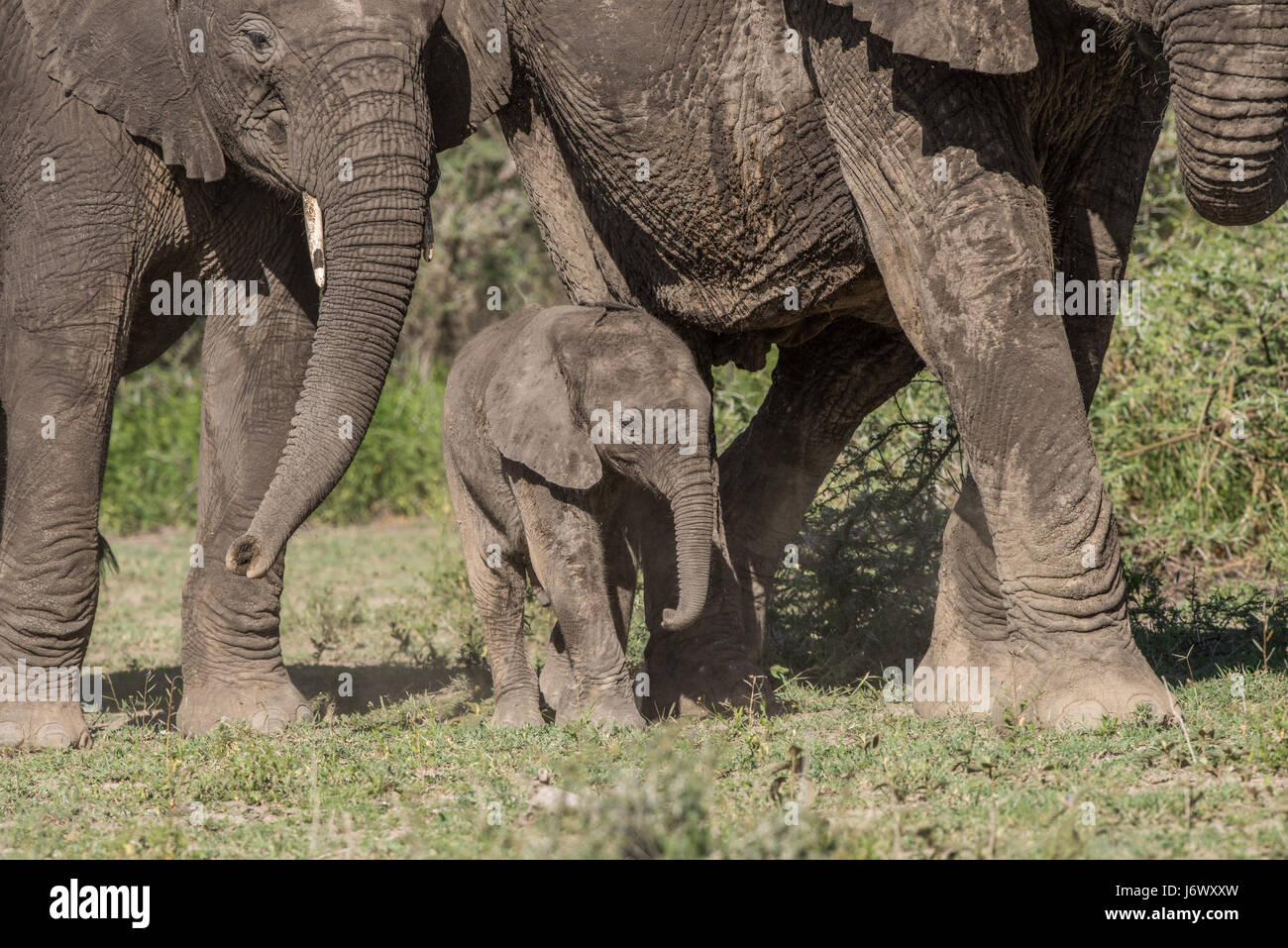 Baby Elephant, Tanzania Stock Photo