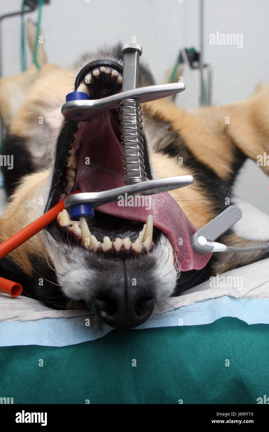 surgery in dogs Stock Photo Alamy