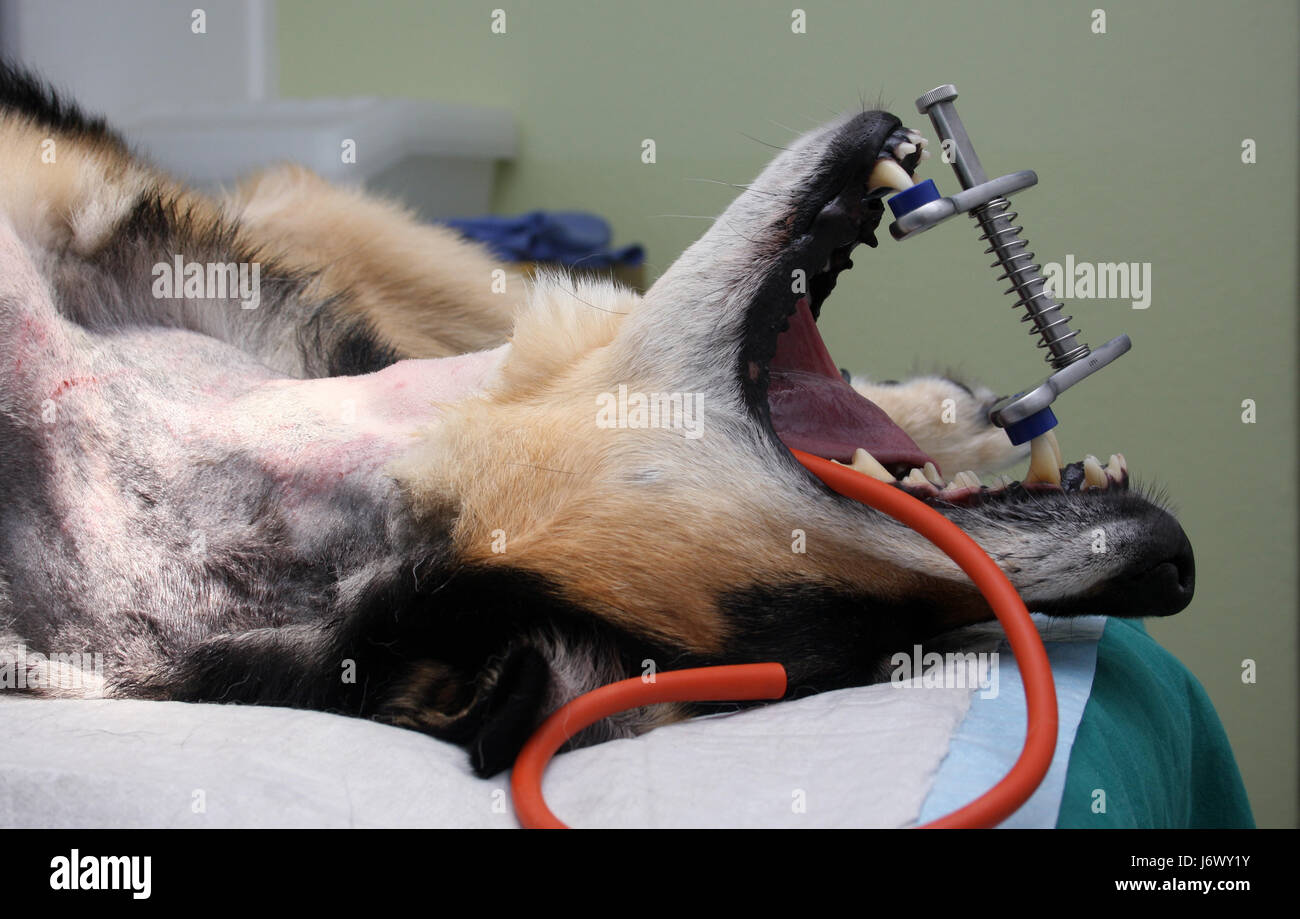 surgery in dogs Stock Photo Alamy