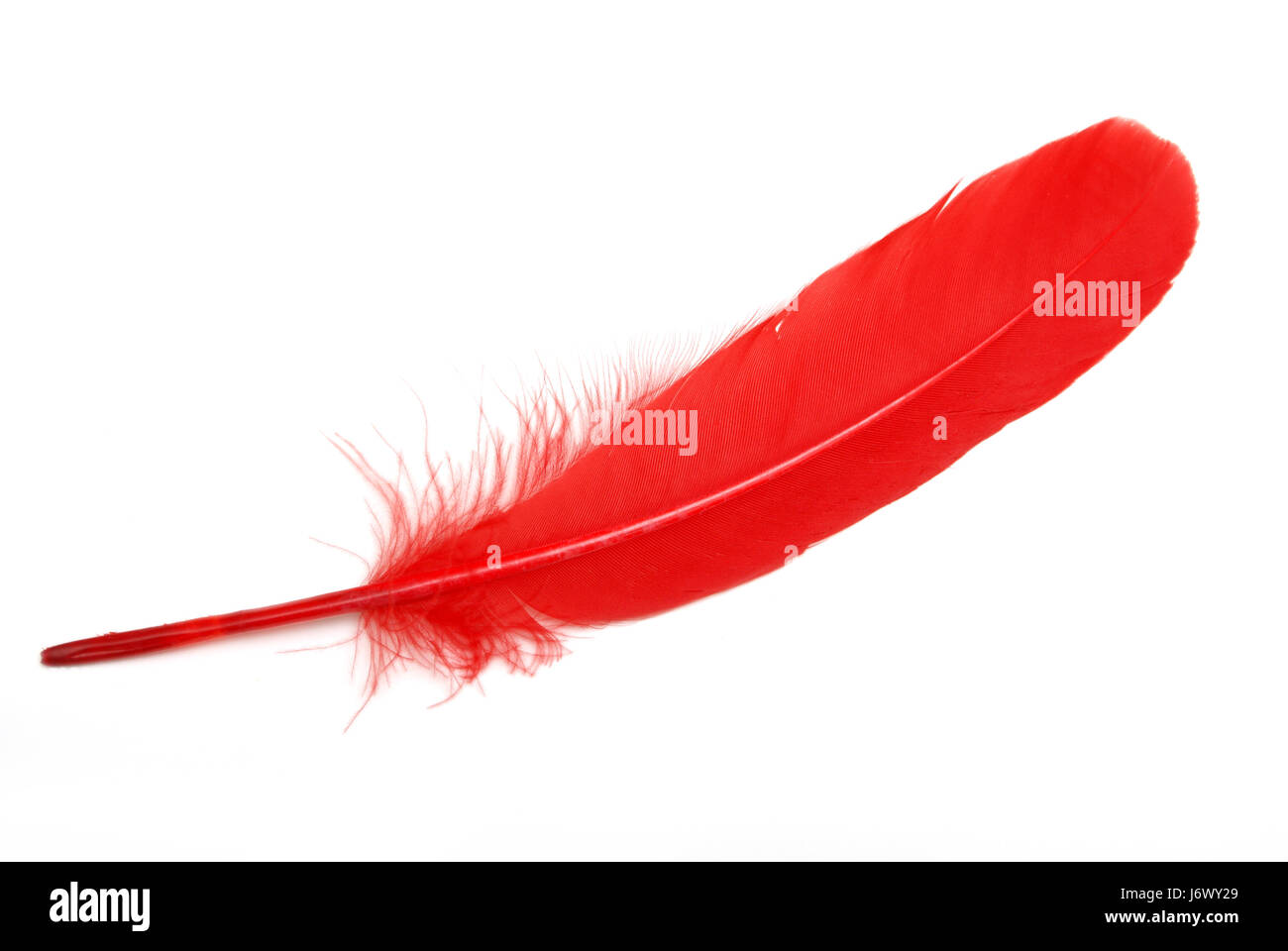 240,800+ Red Feathers Stock Photos, Pictures & Royalty-Free Images