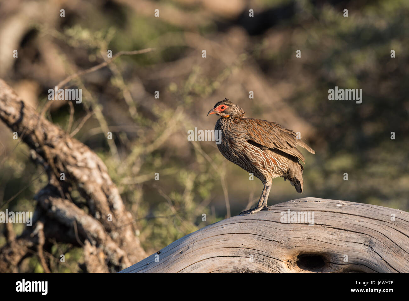 Red-necked Spurfowl, Tanzania Stock Photo