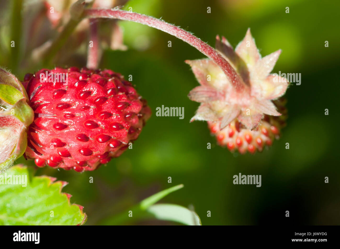 wild strawberry - fragaria vesca Stock Photo - Alamy
