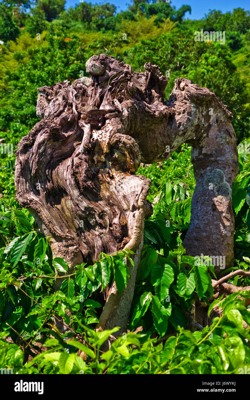 Ylang ylang cananga odorata tree hires stock photography and images
