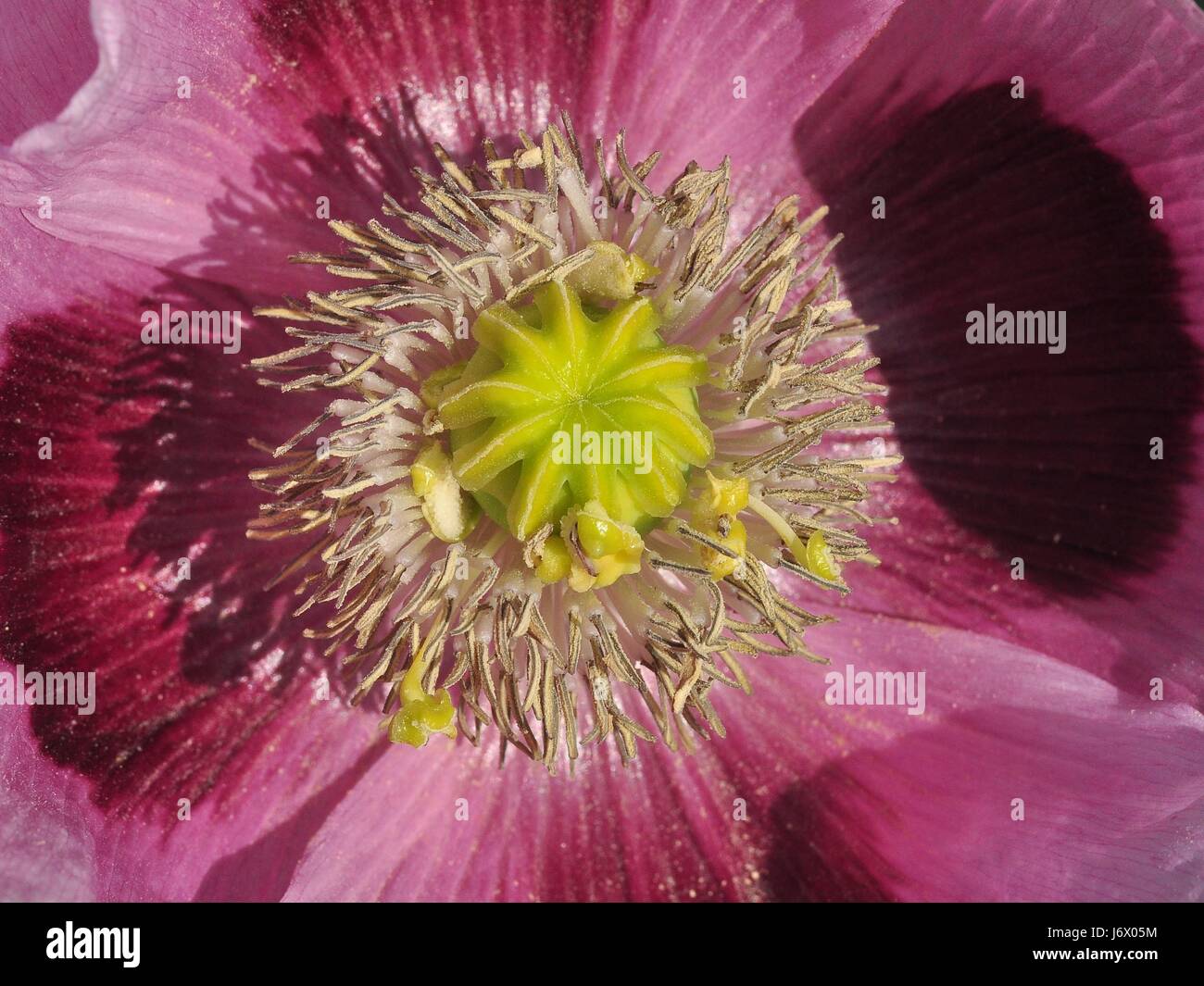 Poppy 116 hi-res stock photography and images - Alamy
