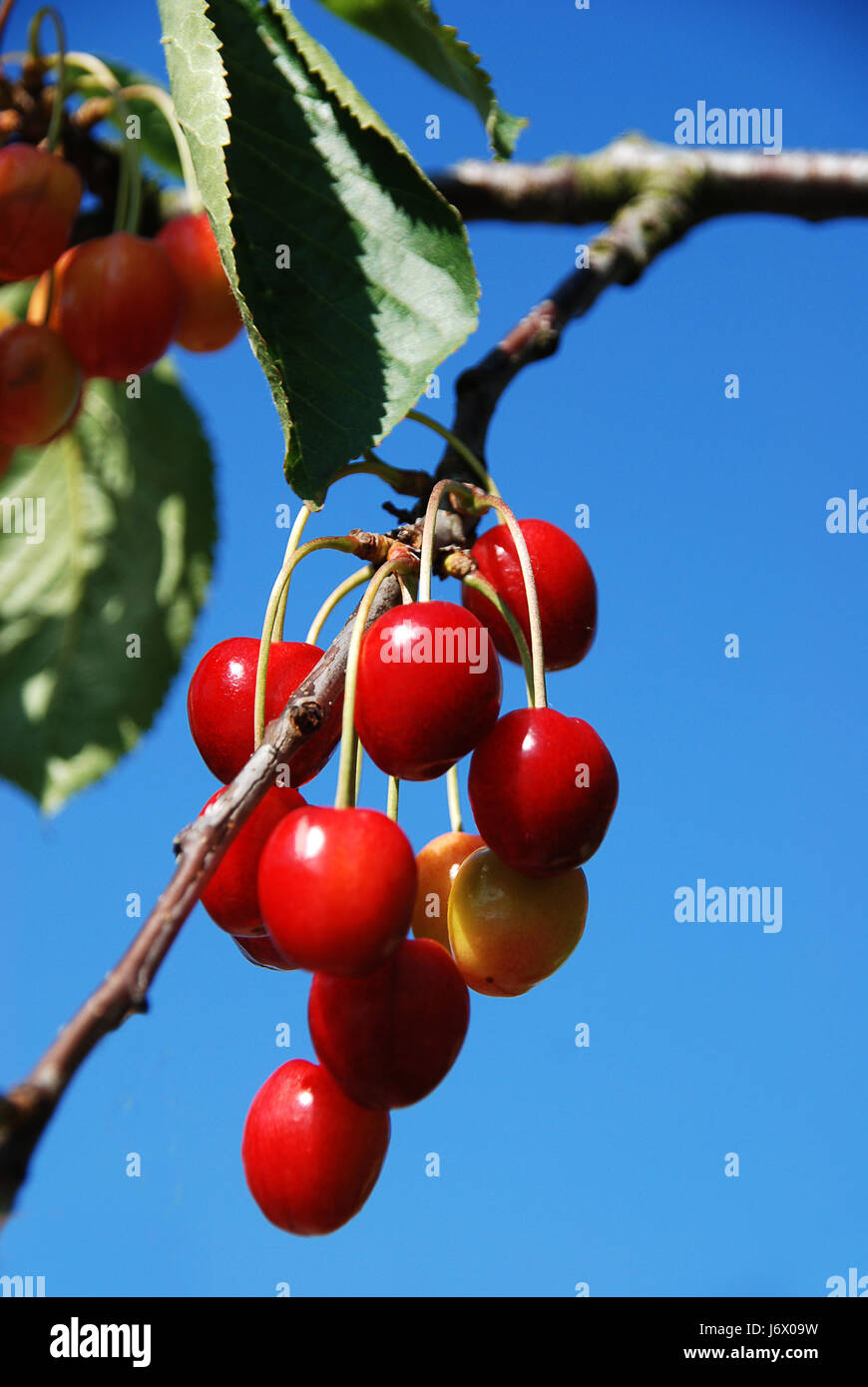 Kirschernte hires stock photography and images Alamy