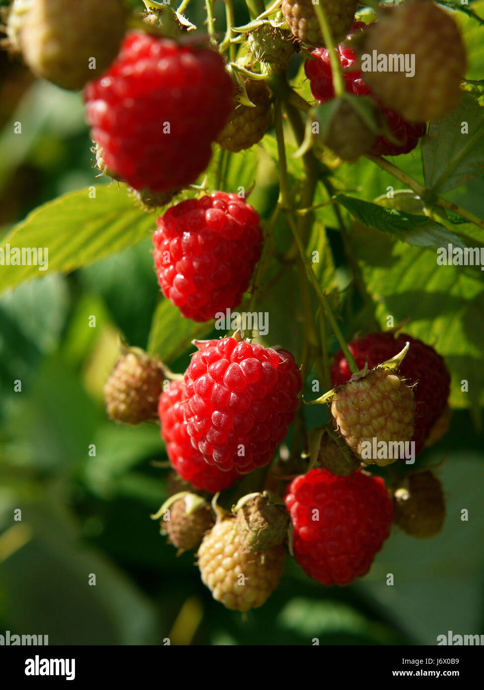 Rubus autumn bliss raspberry fruits hi-res stock photography and images ...