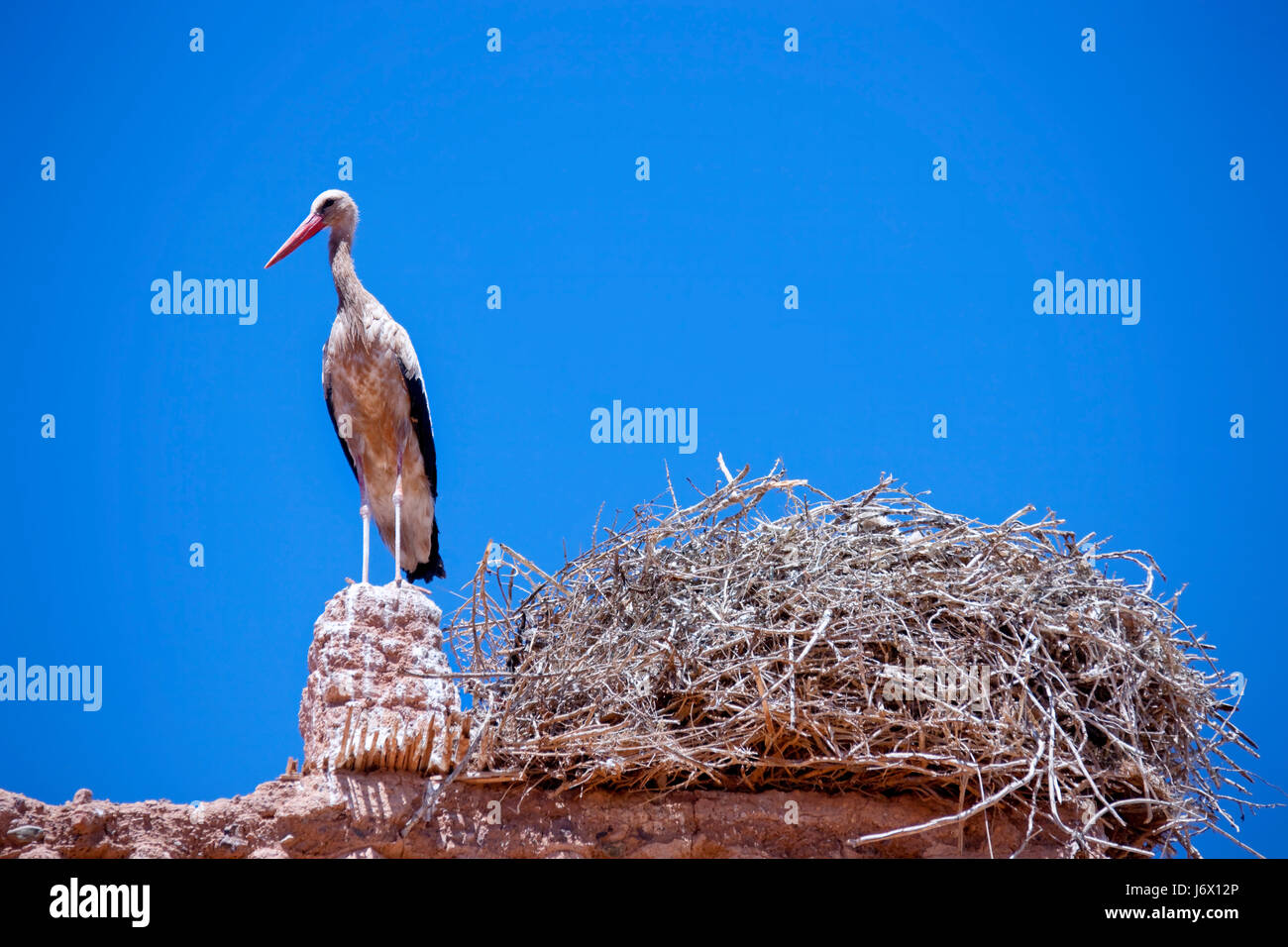 blue animal bird nest stork nature wait waiting wildlife one nobody top Stock Photo