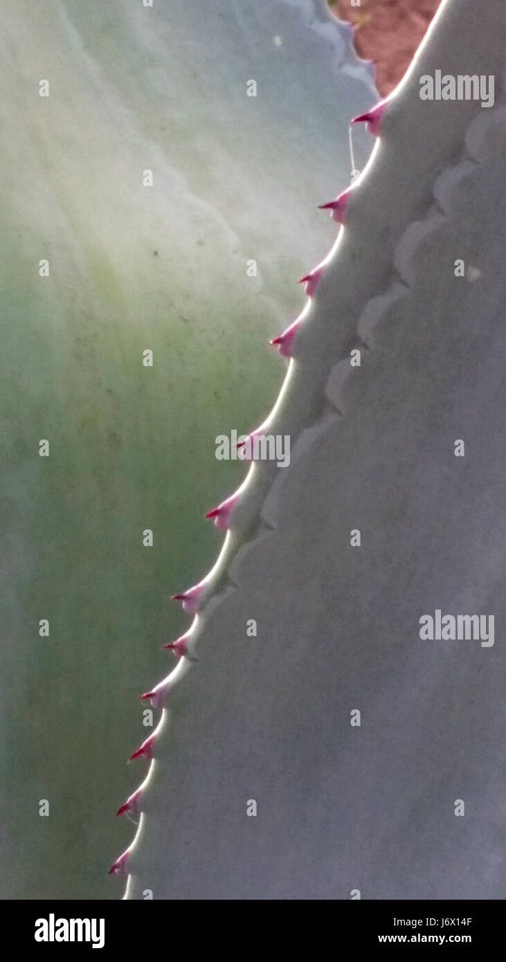 Close up abstract image of barbs on an Aloe Vera Cactus (Aloe barbadensis) leaf in flower garden at RIU Emerald Bay Resort, Mazatlan, Sinaloa, Mexico. Stock Photo