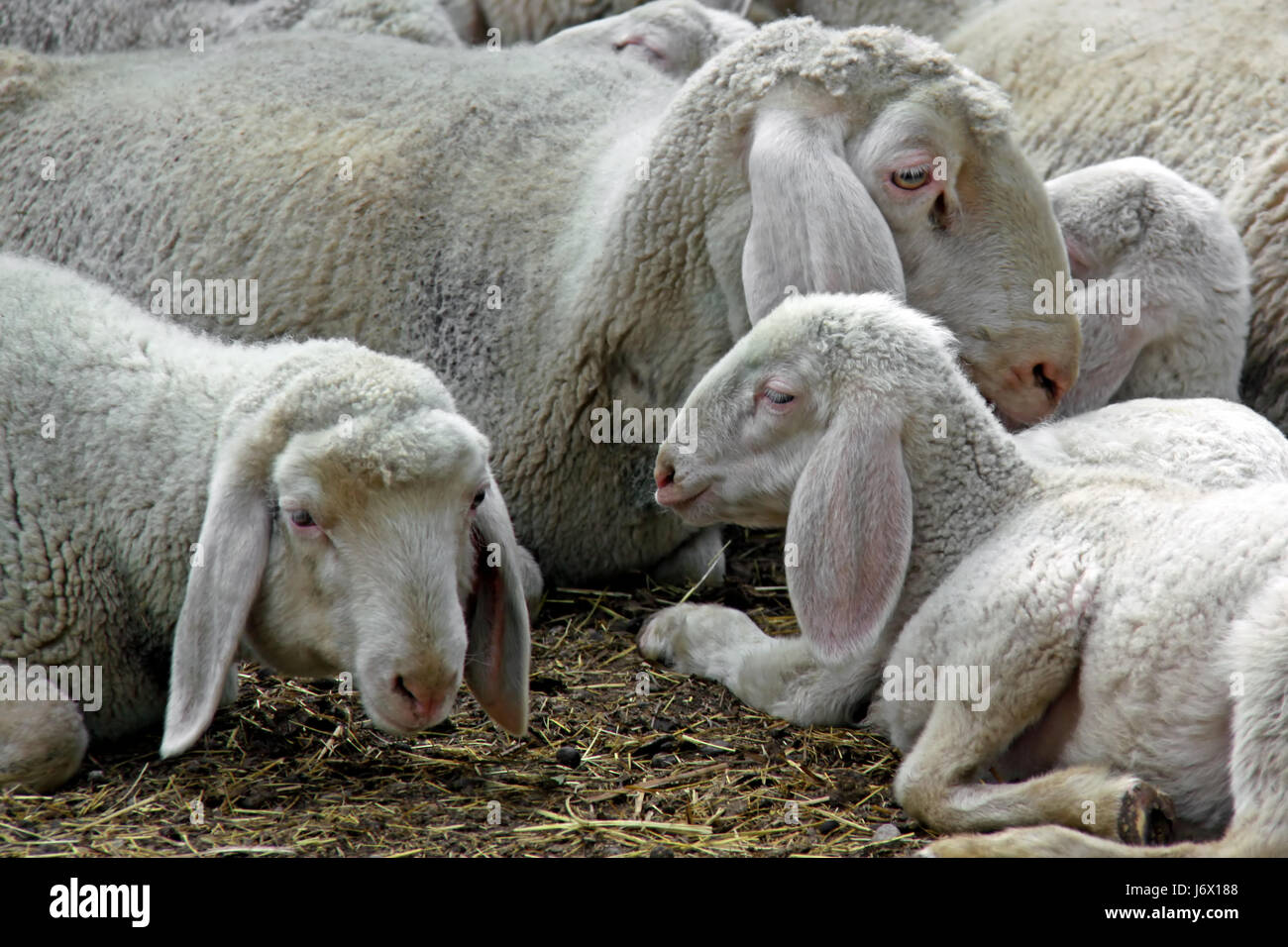 white mountain sheep Stock Photo