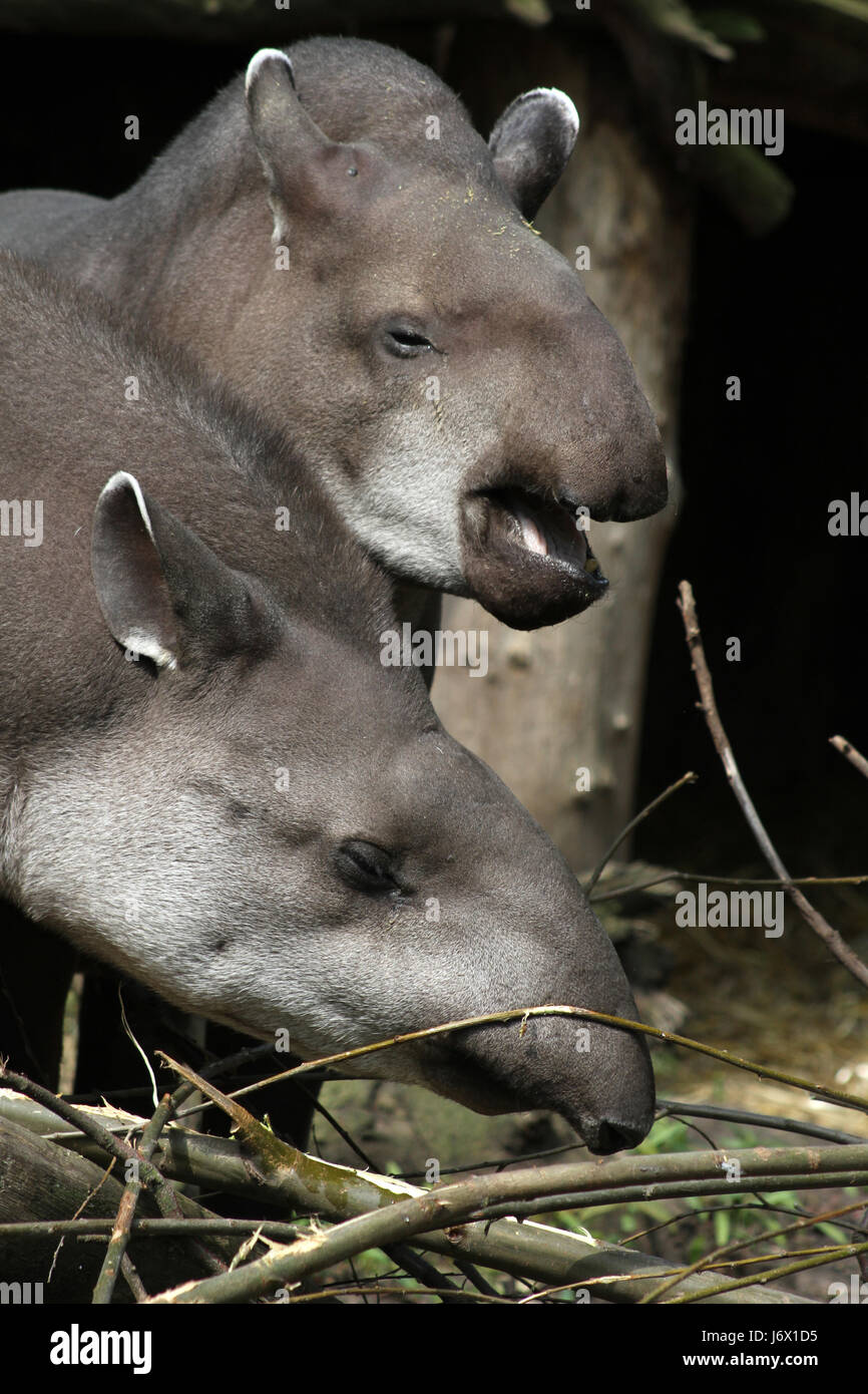 Two tapirs hi-res stock photography and images - Alamy