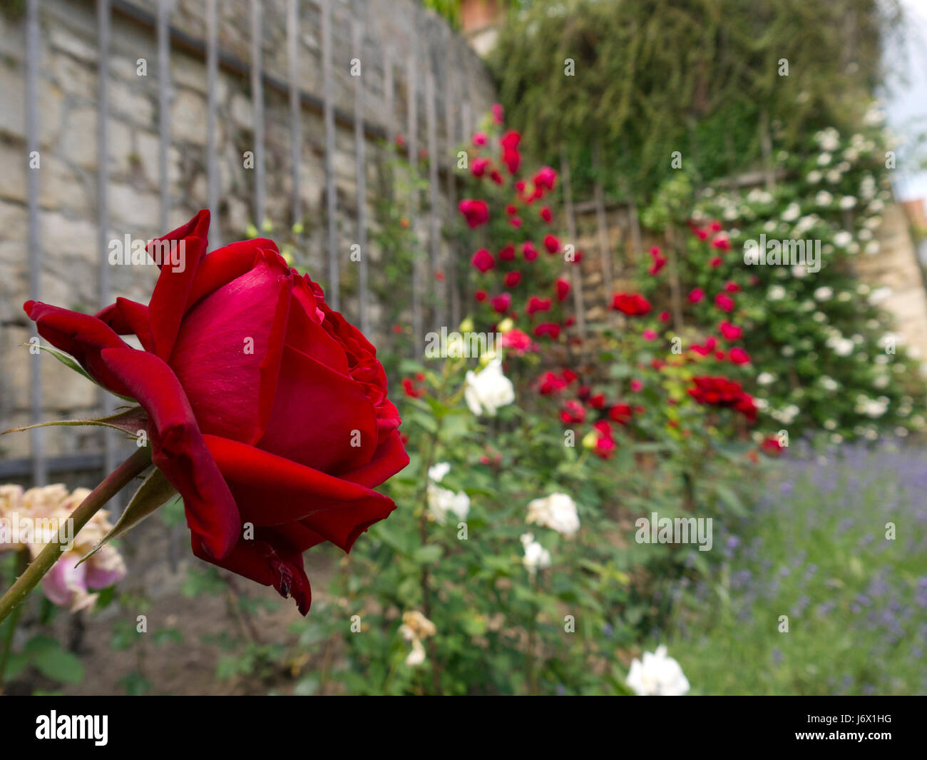 rose on a wall Stock Photo