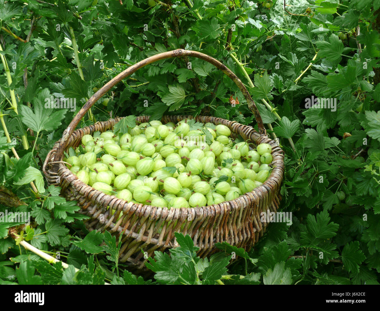 gooseberry harvest in organic garden Stock Photo