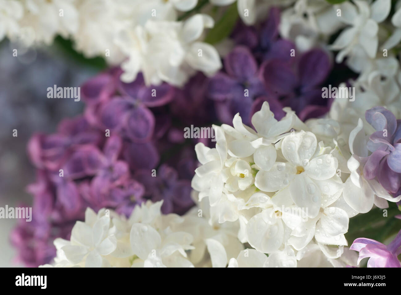 closeup to white and purple lilac flowers Stock Photo