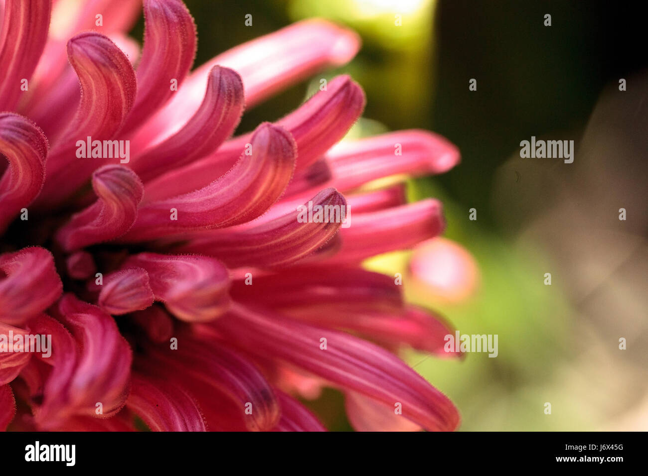 Brazilian plume flower Justicia carnea blooms with pink flowers on a bush in spring. Stock Photo