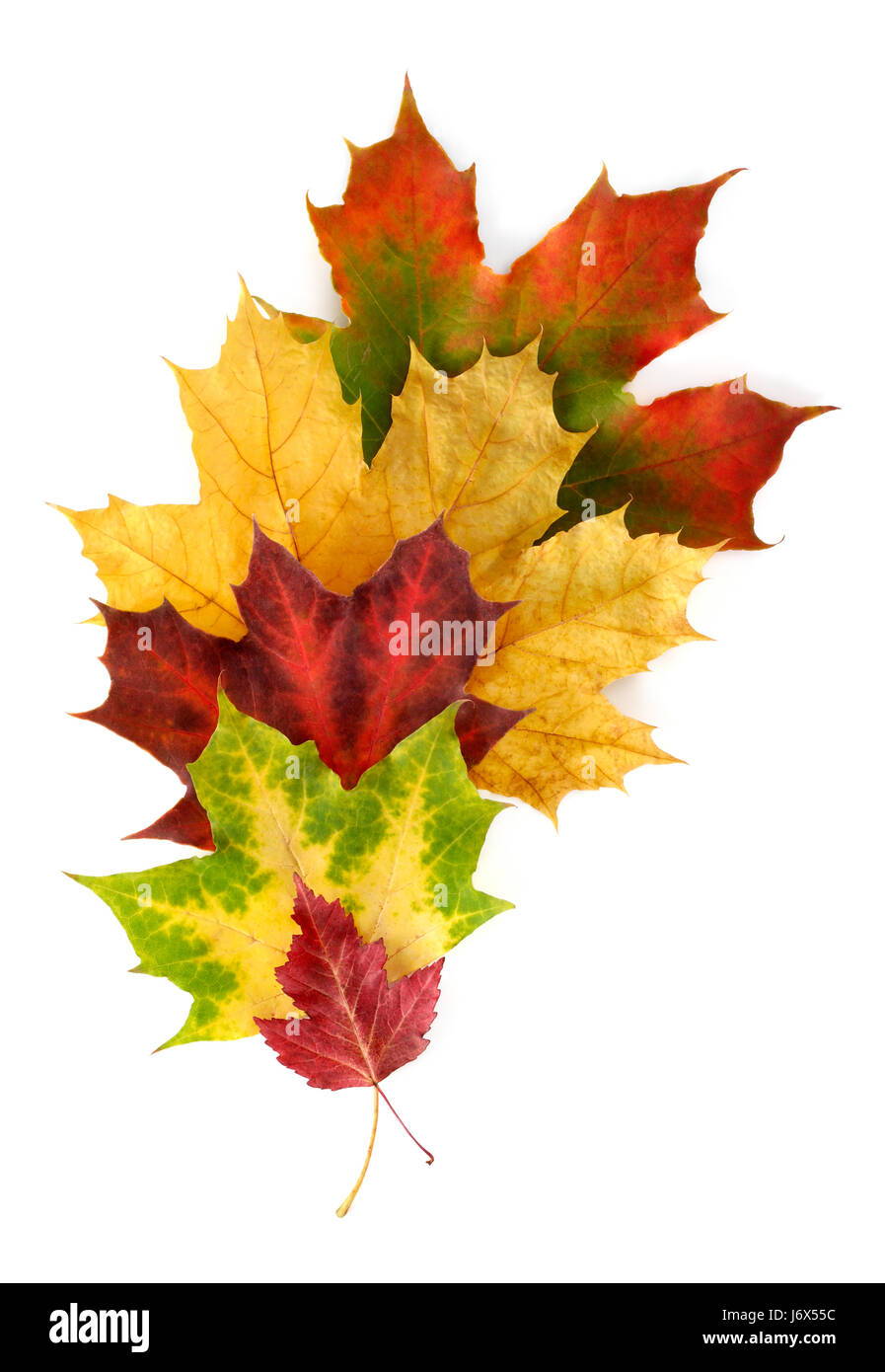colorful composition with autumn leaves Stock Photo
