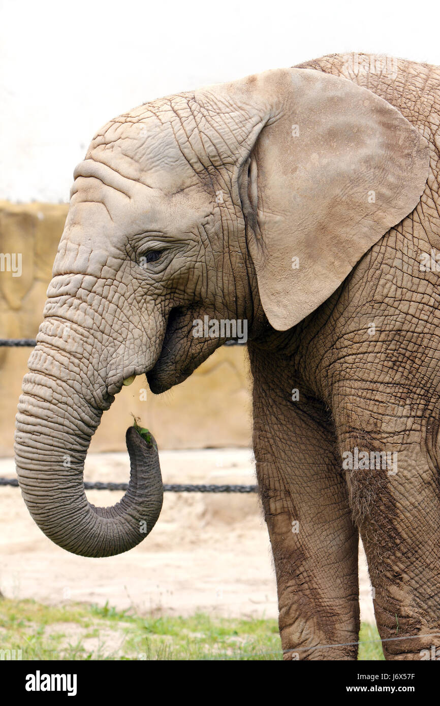 animal mammal elephant portrait zoo wildlife close profile danger food aliment Stock Photo