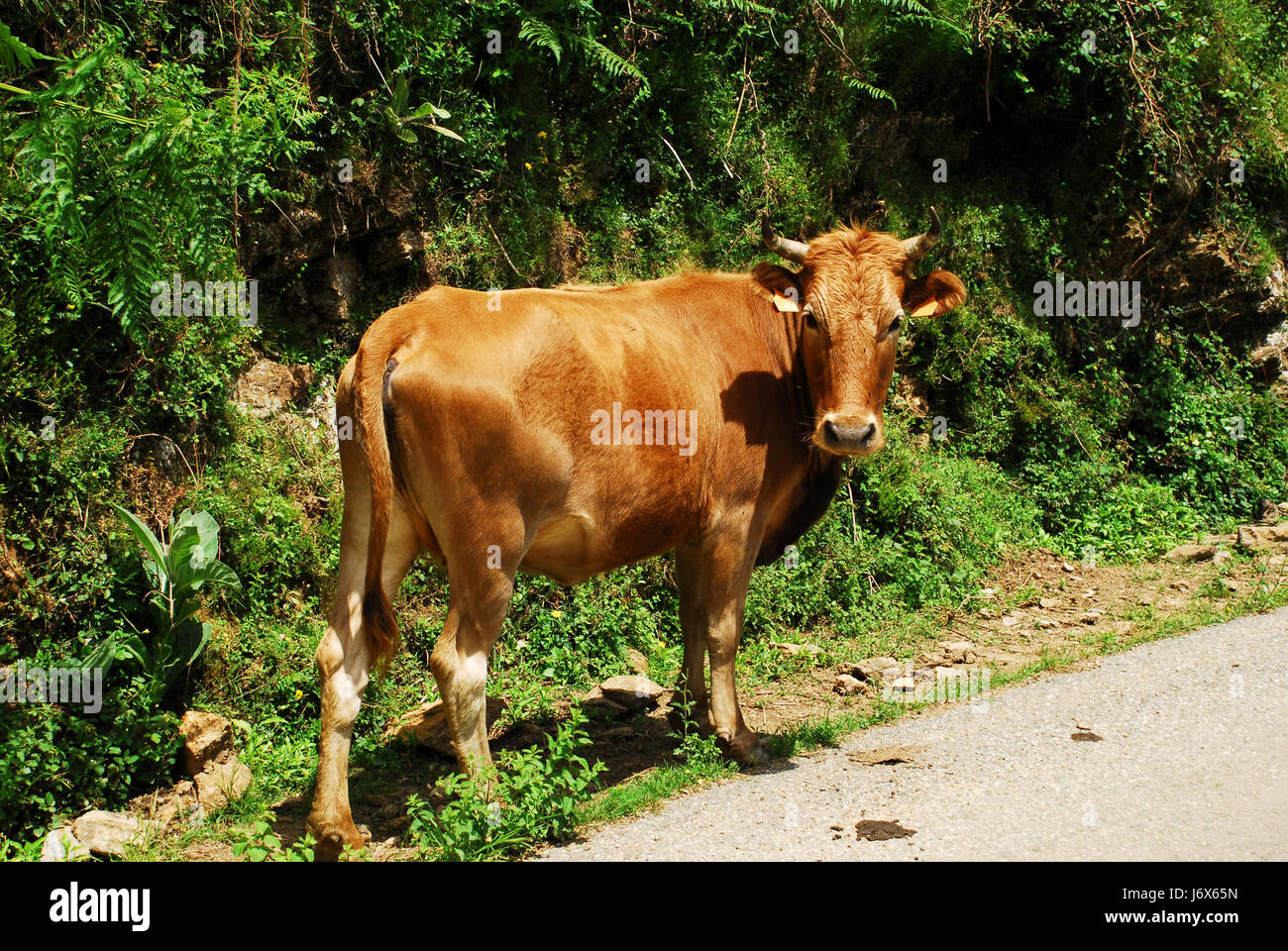 cow bovine corsica milker mountainous country mountain sardinia traffic Stock Photo