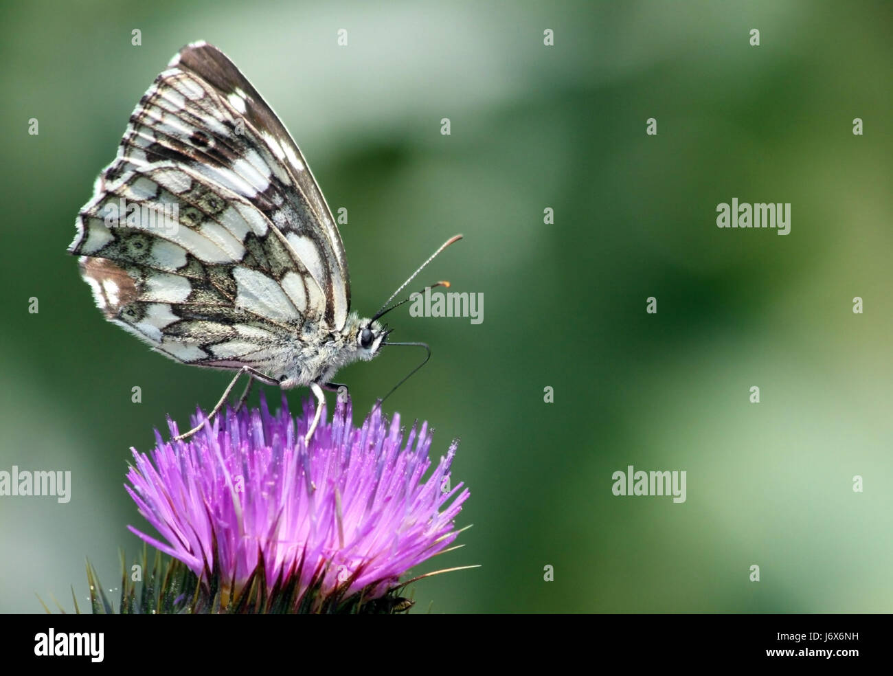 wing location shot moth smaller plant animal butterfly animals small tiny Stock Photo