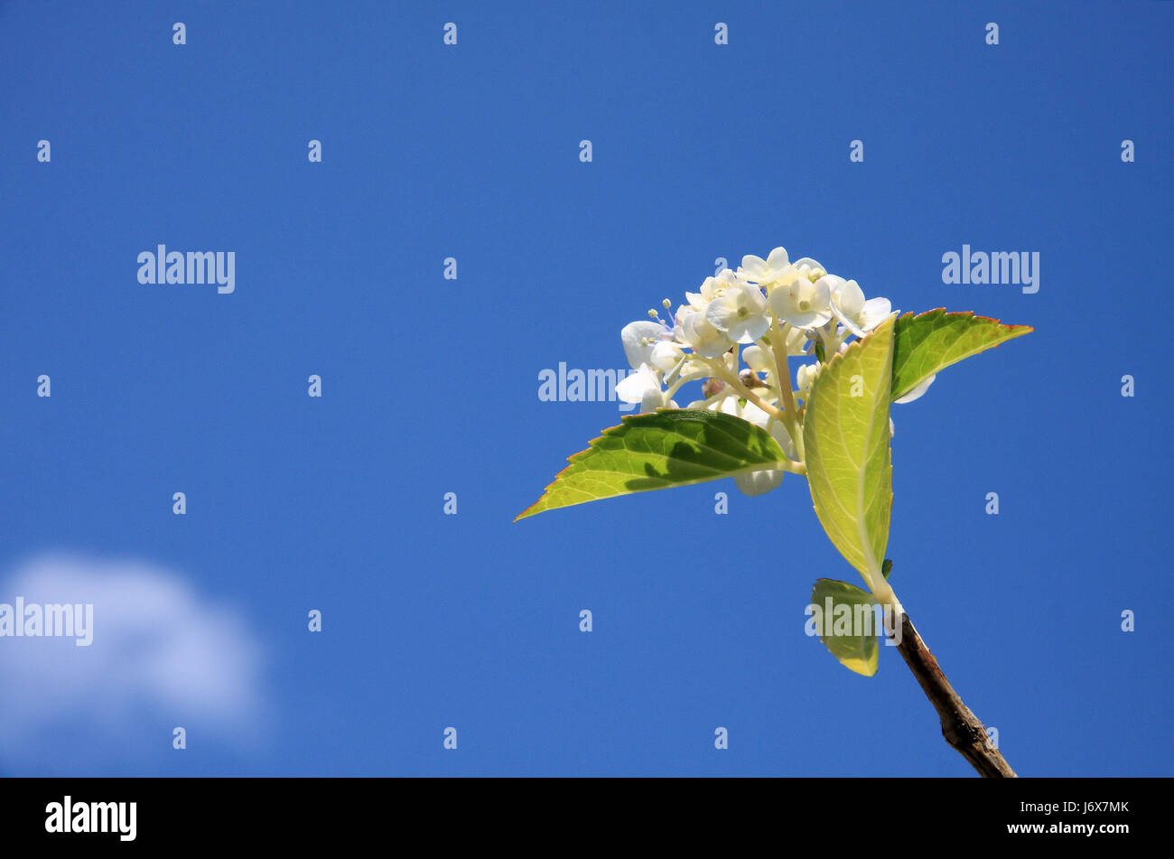 white hydrangea Stock Photo