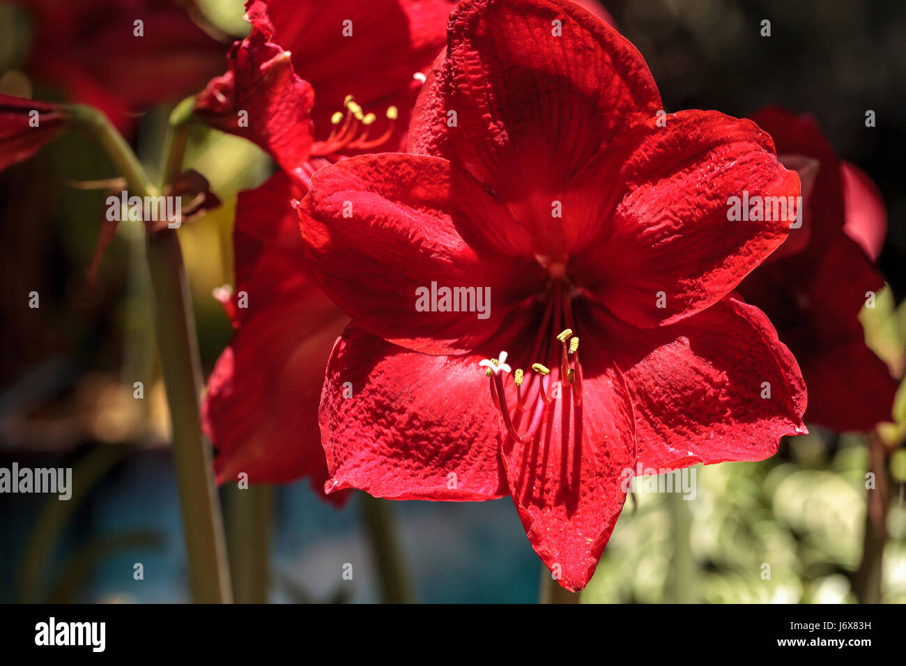 Red Hippeastrum hybrid Amaryllis flower blooms in a botanical garden in spring Stock Photo