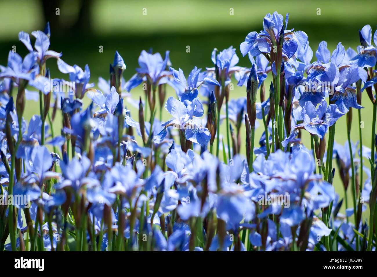 bloom blossom flourish flourishing blossoms bed shrub bleed iris plant