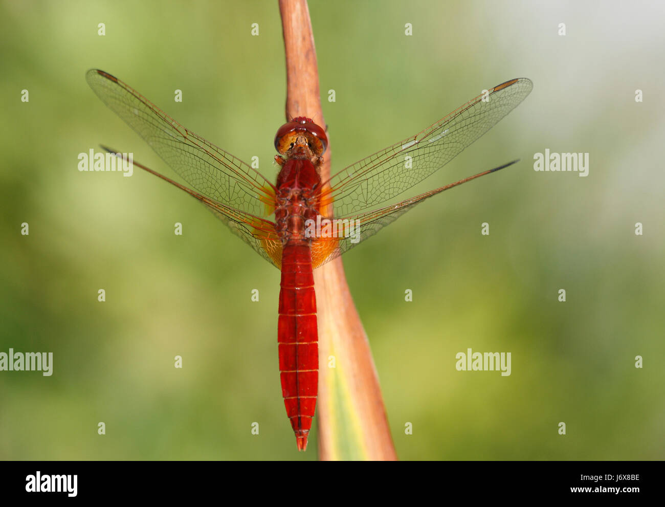 dragonfly glaring red red dragonfly fresh water pond water glaring red Stock Photo