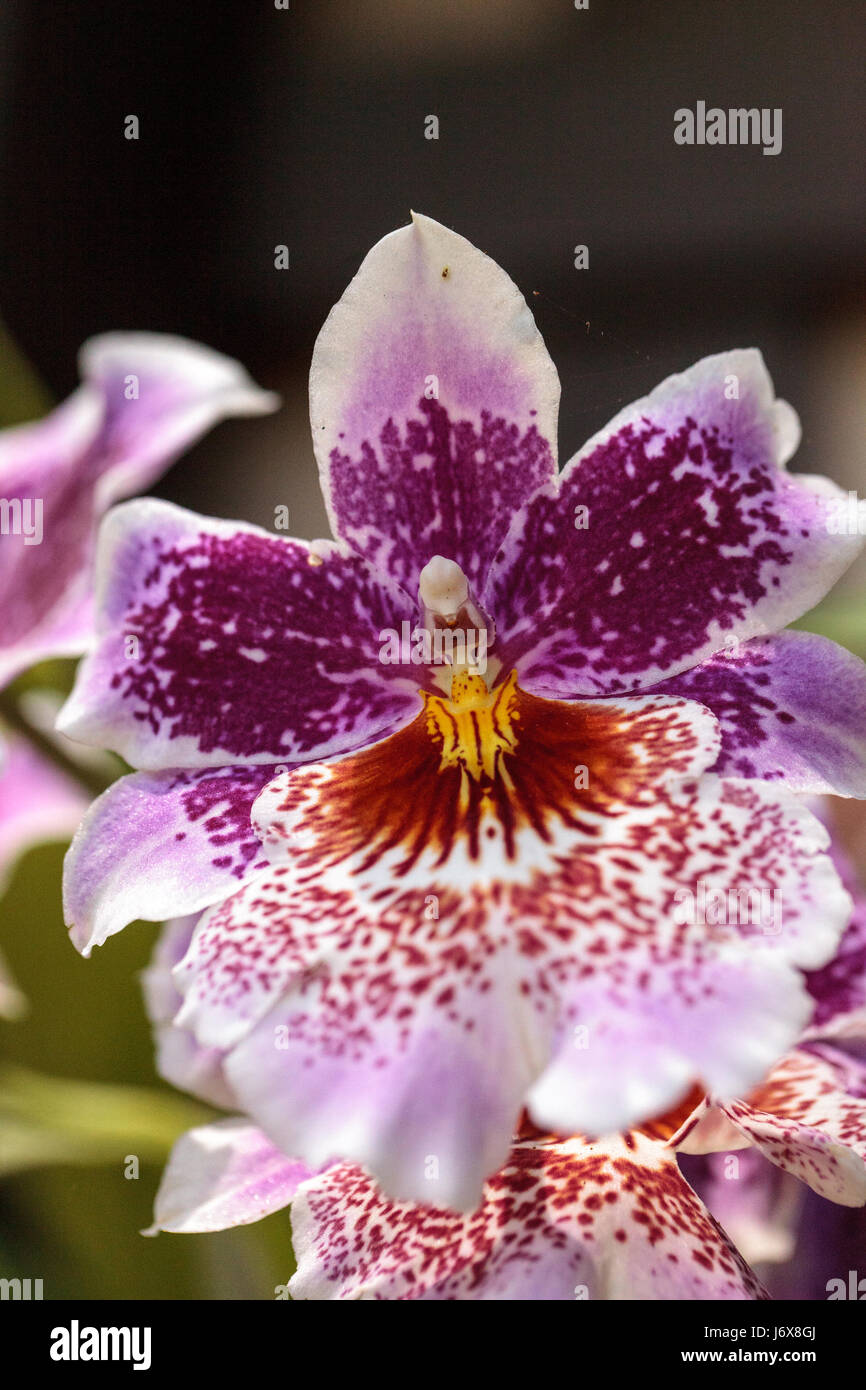 Pink and purple, spotted Zygopetalum orchid flower blooms in a botanical garden in spring Stock Photo
