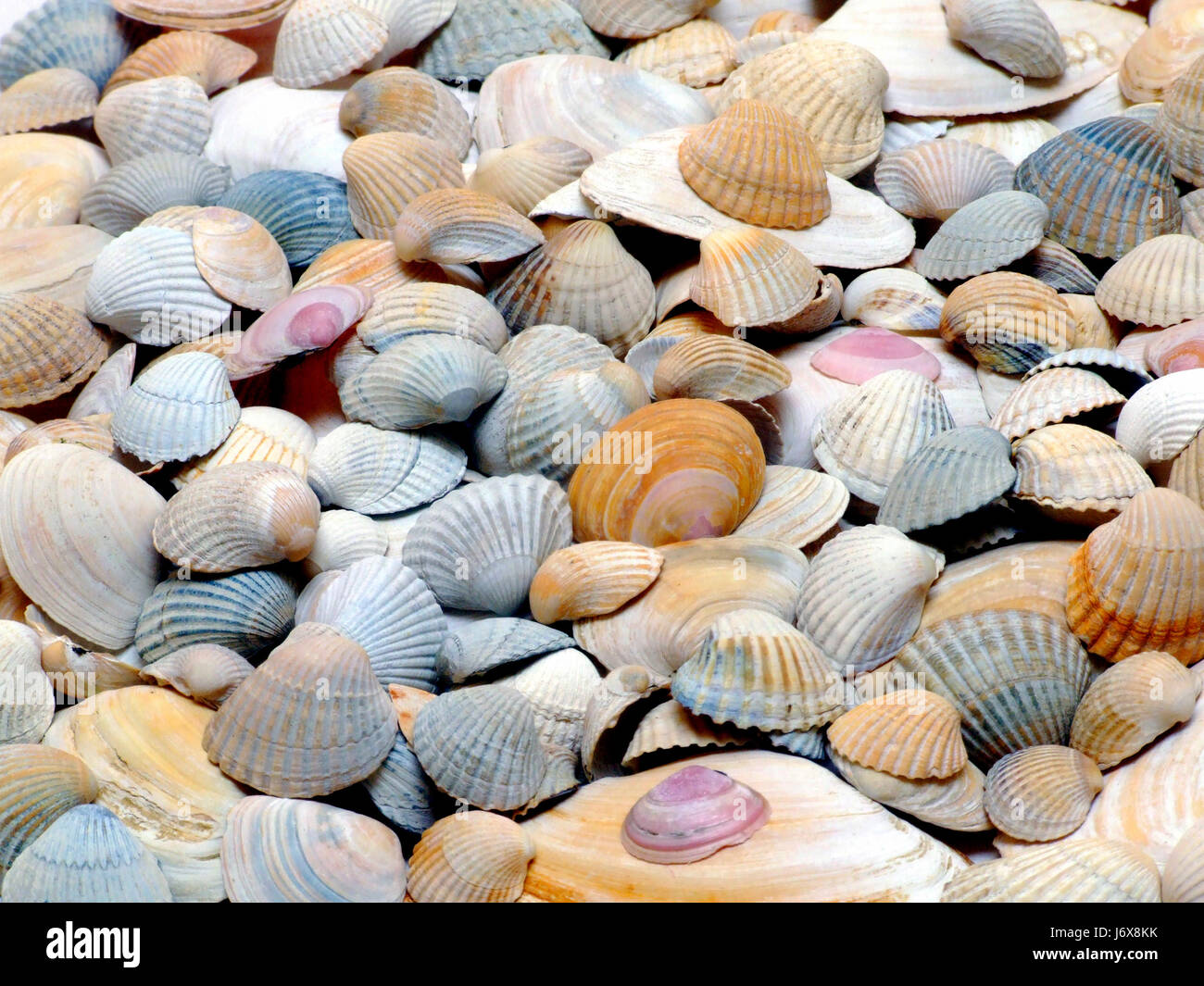 shellfish (bilateria Stock Photo Alamy