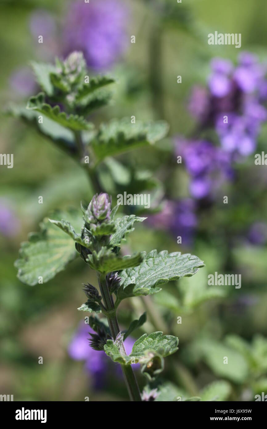 spice bloom blossom flourish flourishing cats pussycat cat domestic cat plant Stock Photo