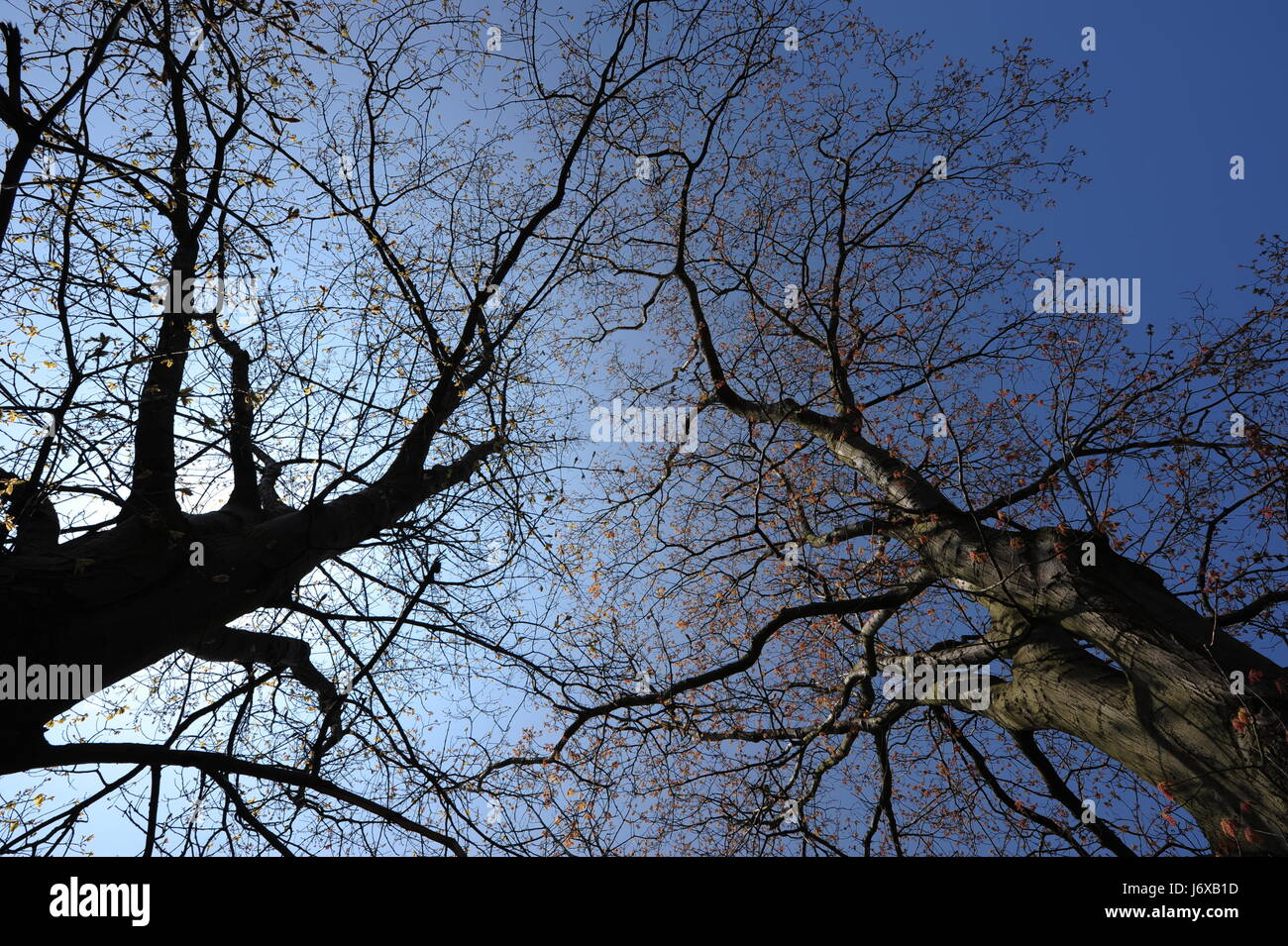 Trees black oak hi-res stock photography and images - Alamy