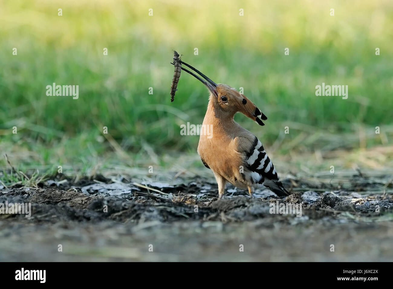 hoopoe with dragonflies larvae Stock Photo