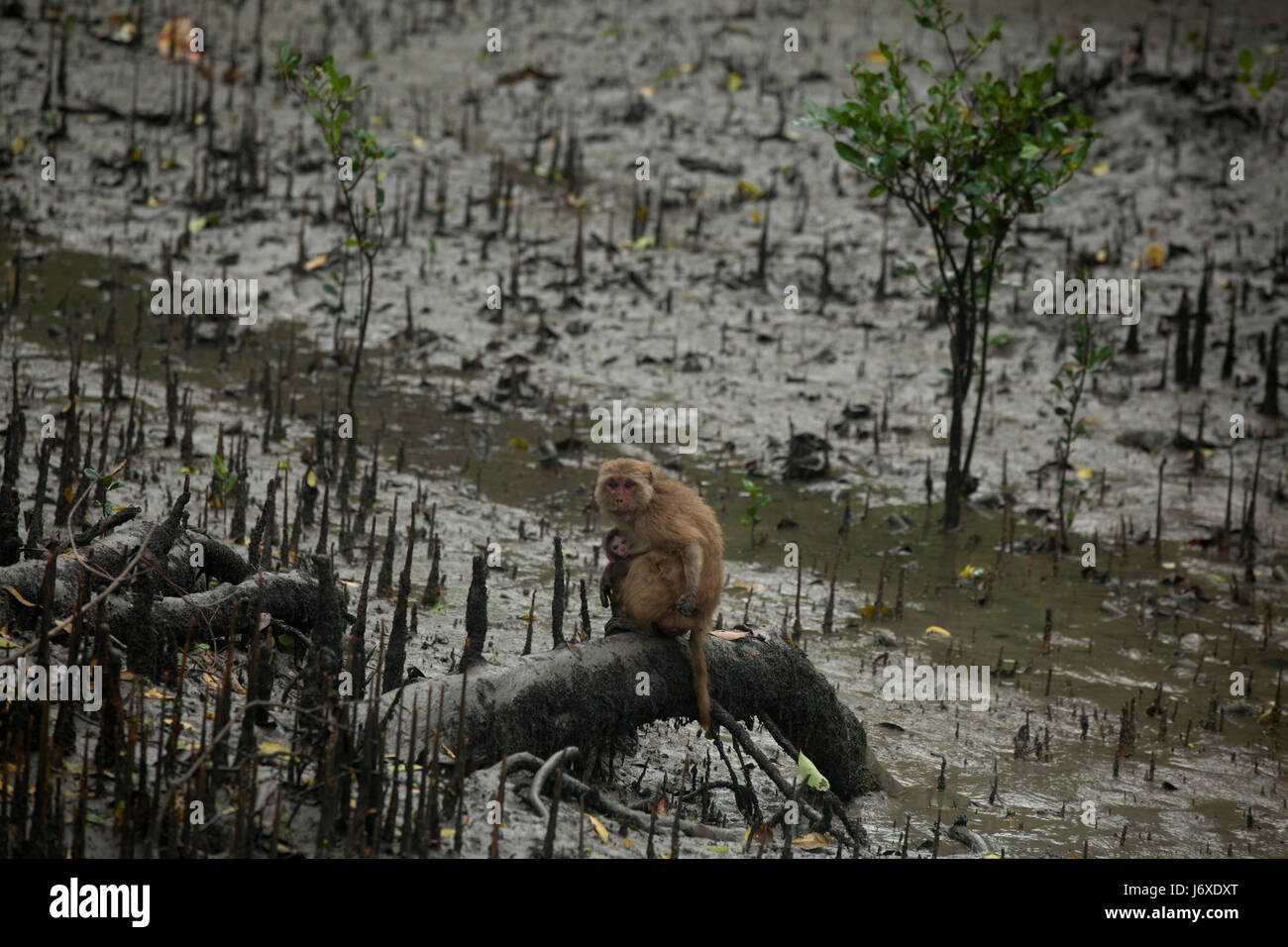 Rhesus monkey at the Kolagachia Eco Tourism Centre in the Sundarbans, a UNESCO World Heritage Site and a wildlife sanctuary. Satkhira, Bangladesh Stock Photo