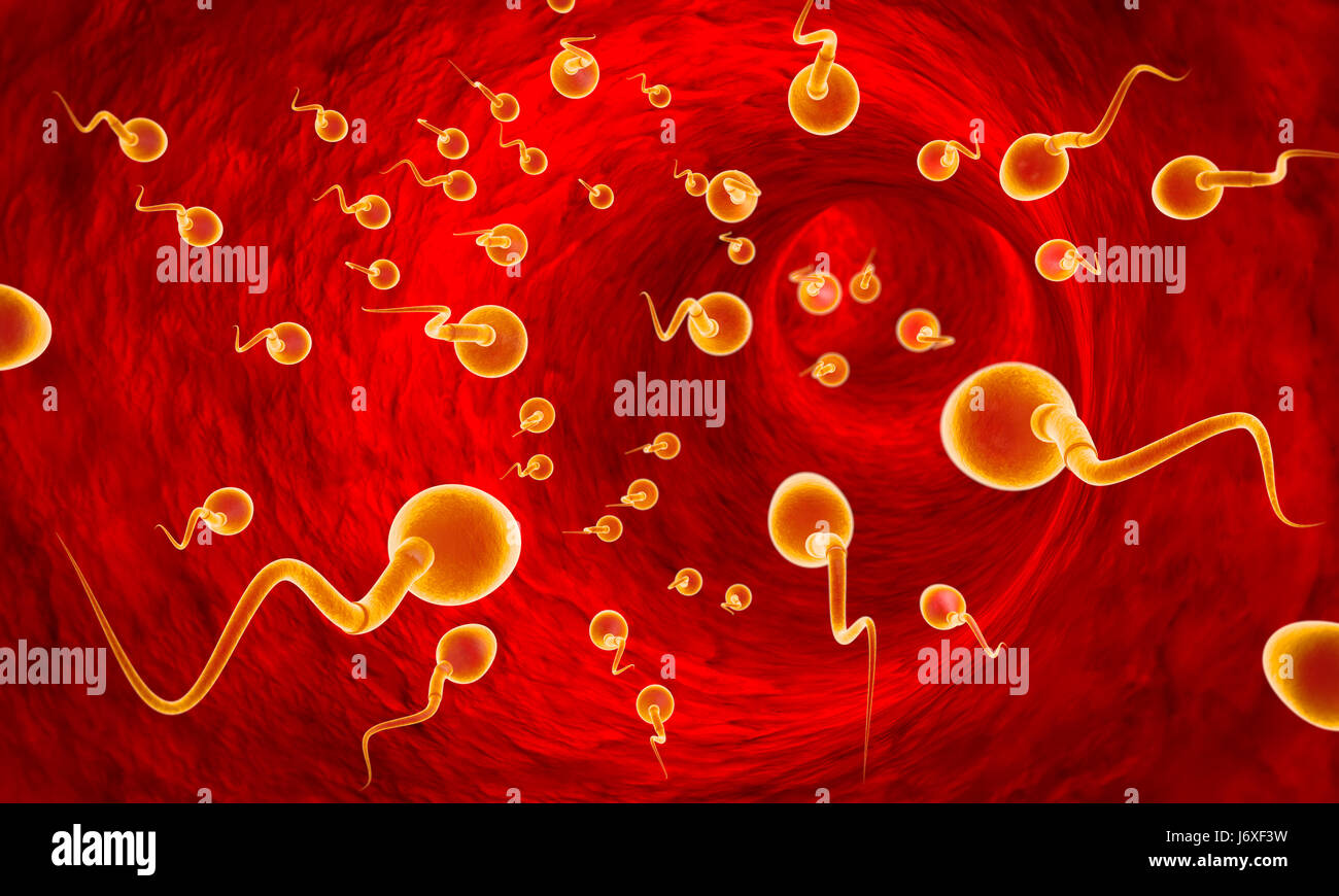 The struggle for leadership. Movement of spermatozoa through the fallopian tubes. Sperm, fertilization. 3D illustration. Available in high-resolution  Stock Photo