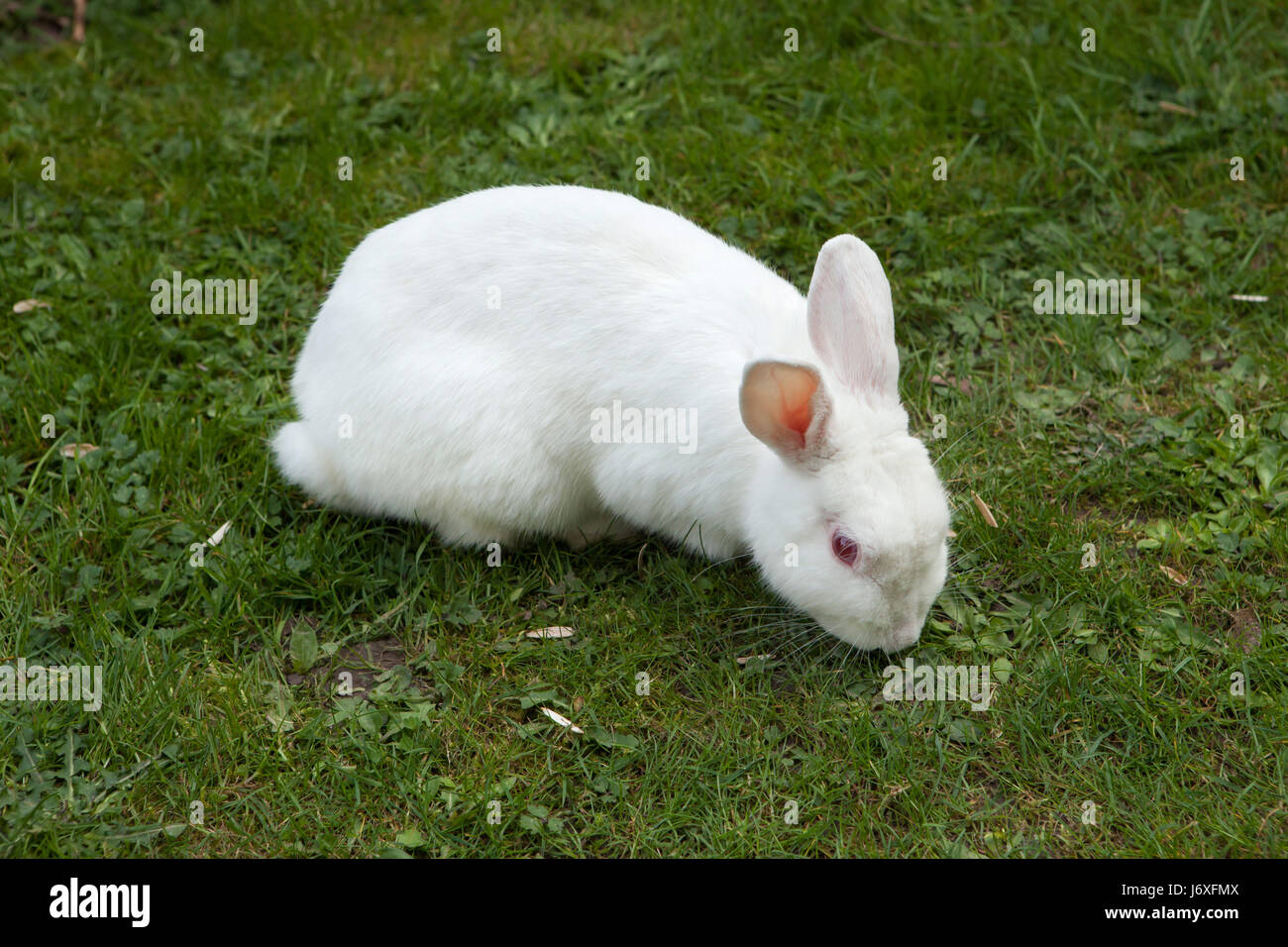 White rabbit. Albino laboratory animal of the domestic rabbit (Oryctolagus cuniculus). Stock Photo