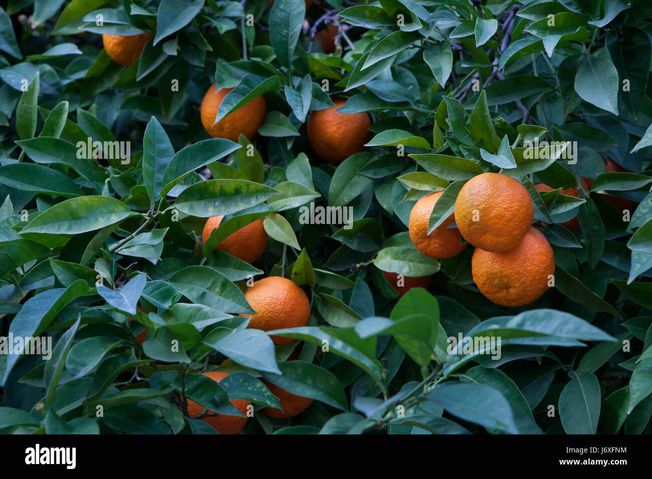 Bitter orange tree (Citrus aurantium) in Cordoba, Andalusia, Spain. Stock Photo