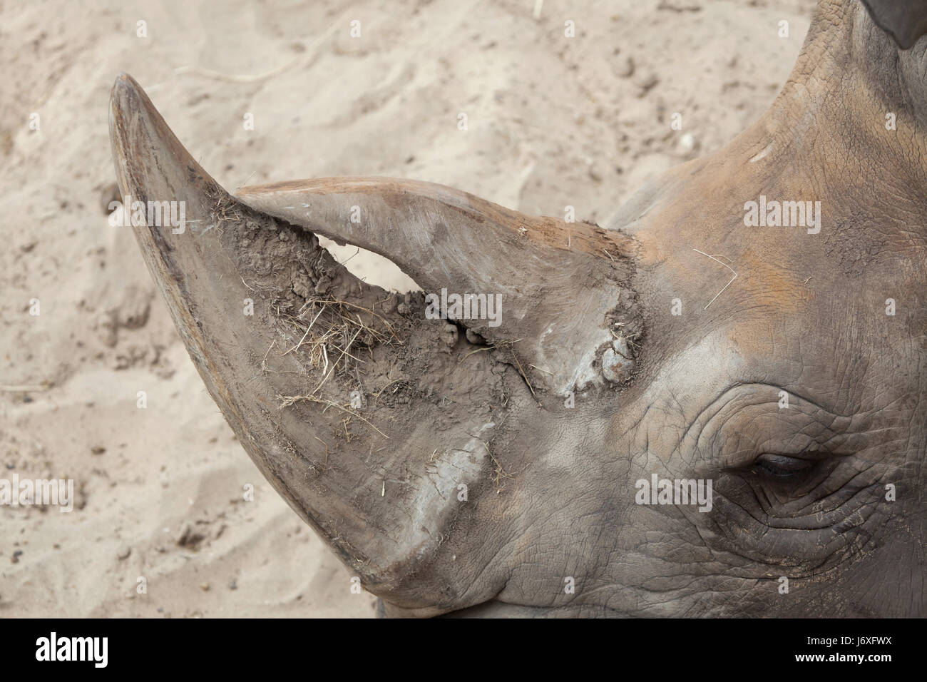Horn of the Southern white rhinoceros (Ceratotherium simum simum). Stock Photo