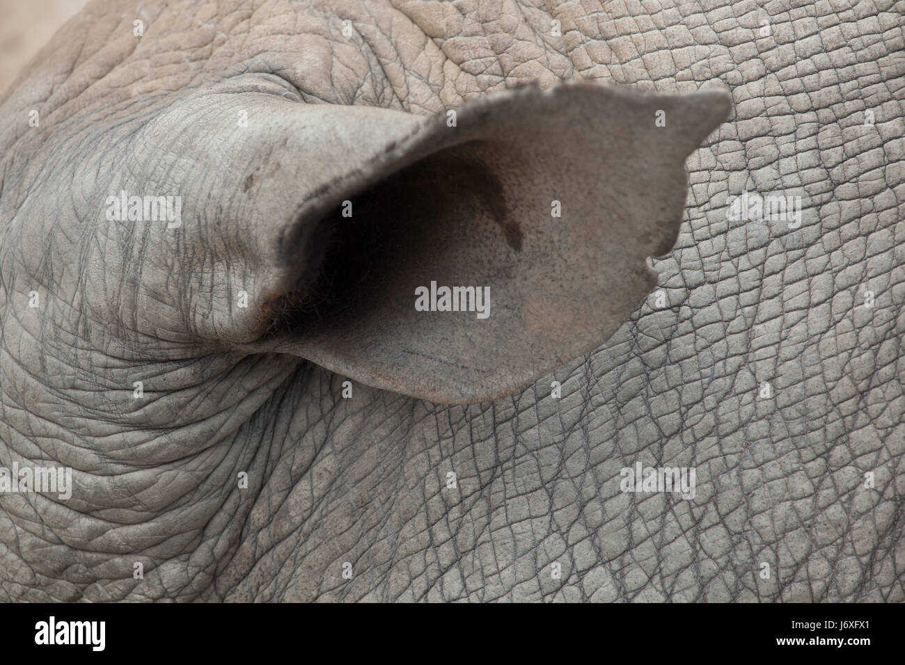 Ear of the Southern white rhinoceros (Ceratotherium simum simum). Stock Photo