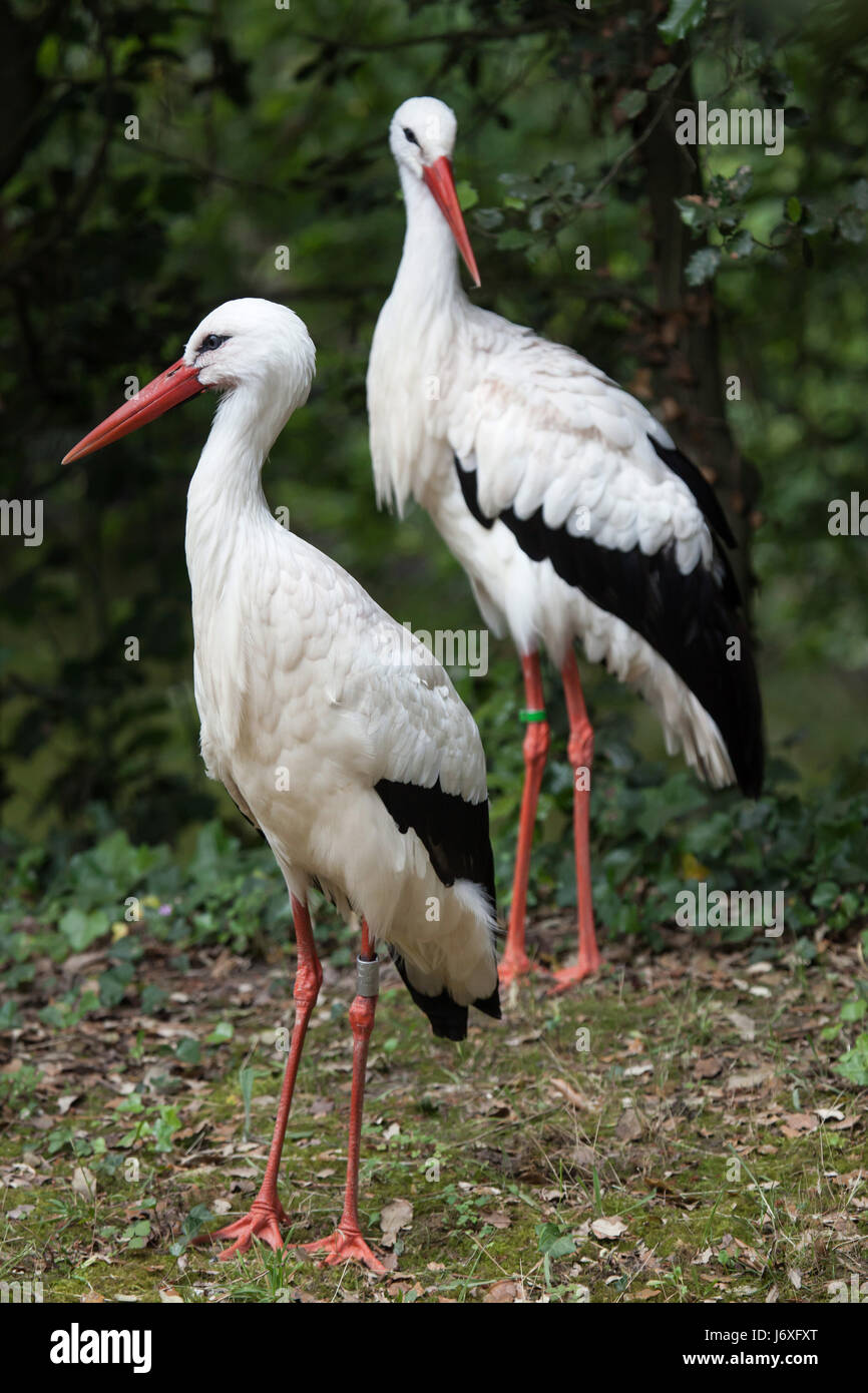 White stork (Ciconia ciconia). Wildlife animal. Stock Photo