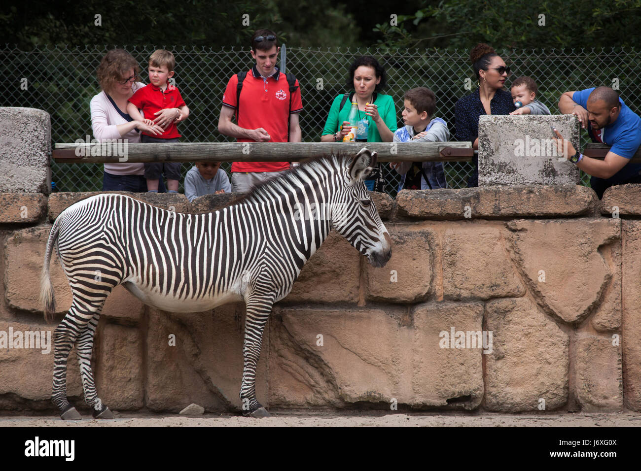 Visitors looking at the Grevy's zebra (Equus grevyi), also known as the imperial zebra at La Palmyre Zoo (Zoo de La Palmyre) in Les Mathes, Charente-M Stock Photo