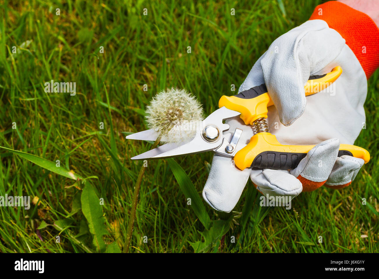 gardener's hand with  pruning scissors Stock Photo