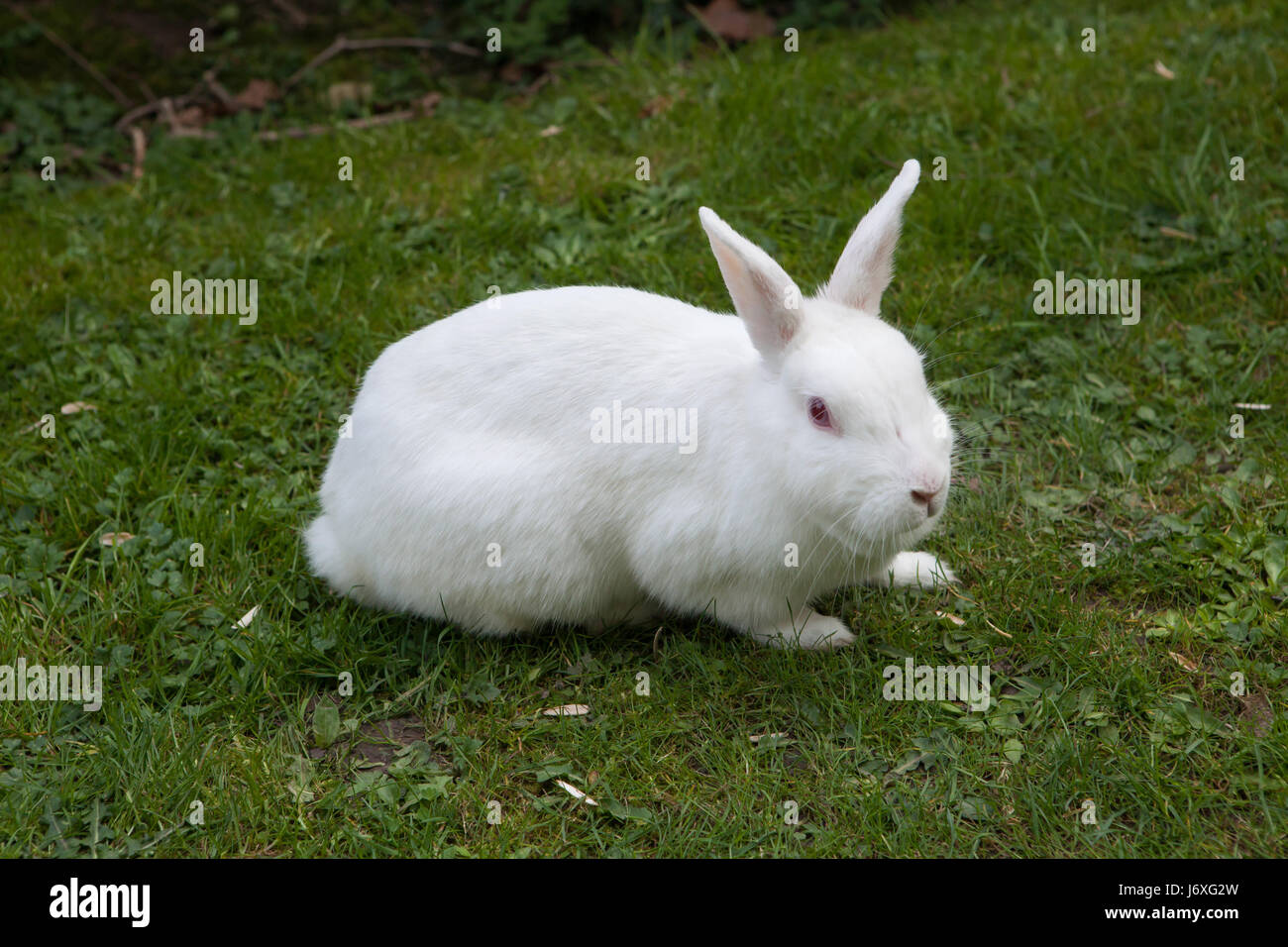 White rabbit. Albino laboratory animal of the domestic rabbit (Oryctolagus cuniculus). Stock Photo