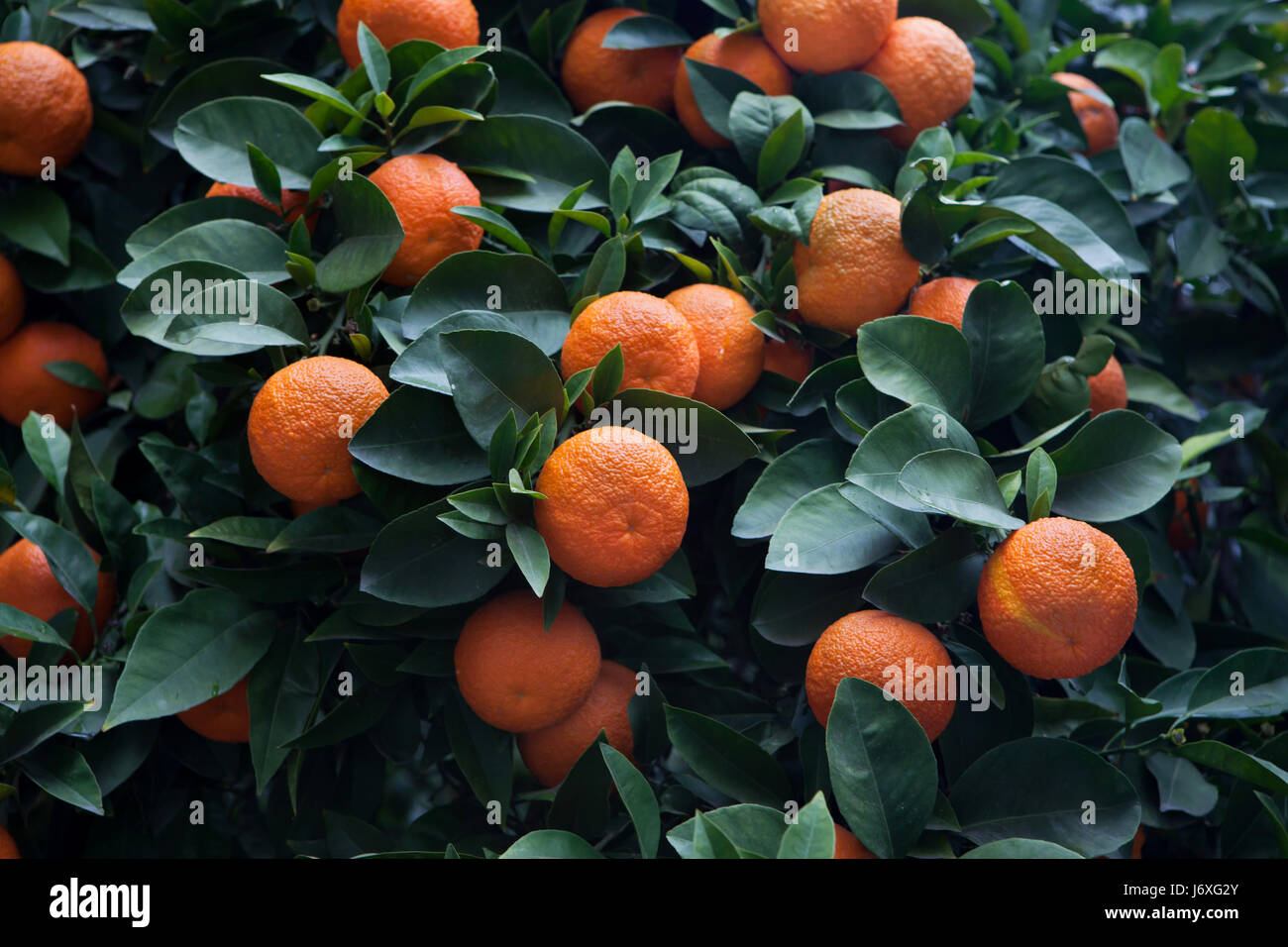 Bitter orange tree (Citrus aurantium) in Cordoba, Andalusia, Spain. Stock Photo