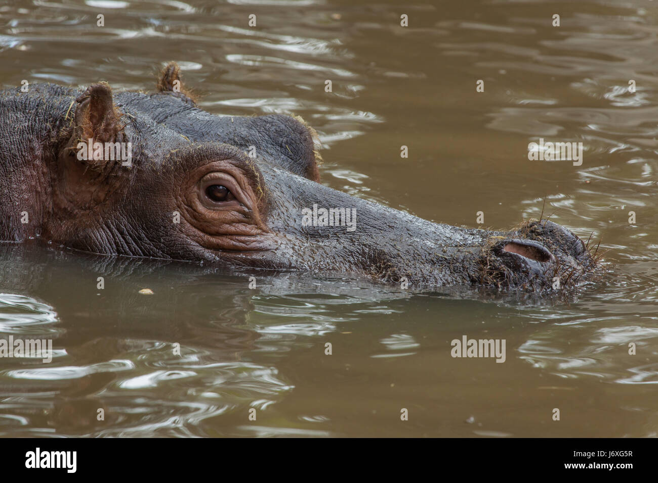 Hippopotamus (Hippopotamus amphibius). Wildlife animal. Stock Photo