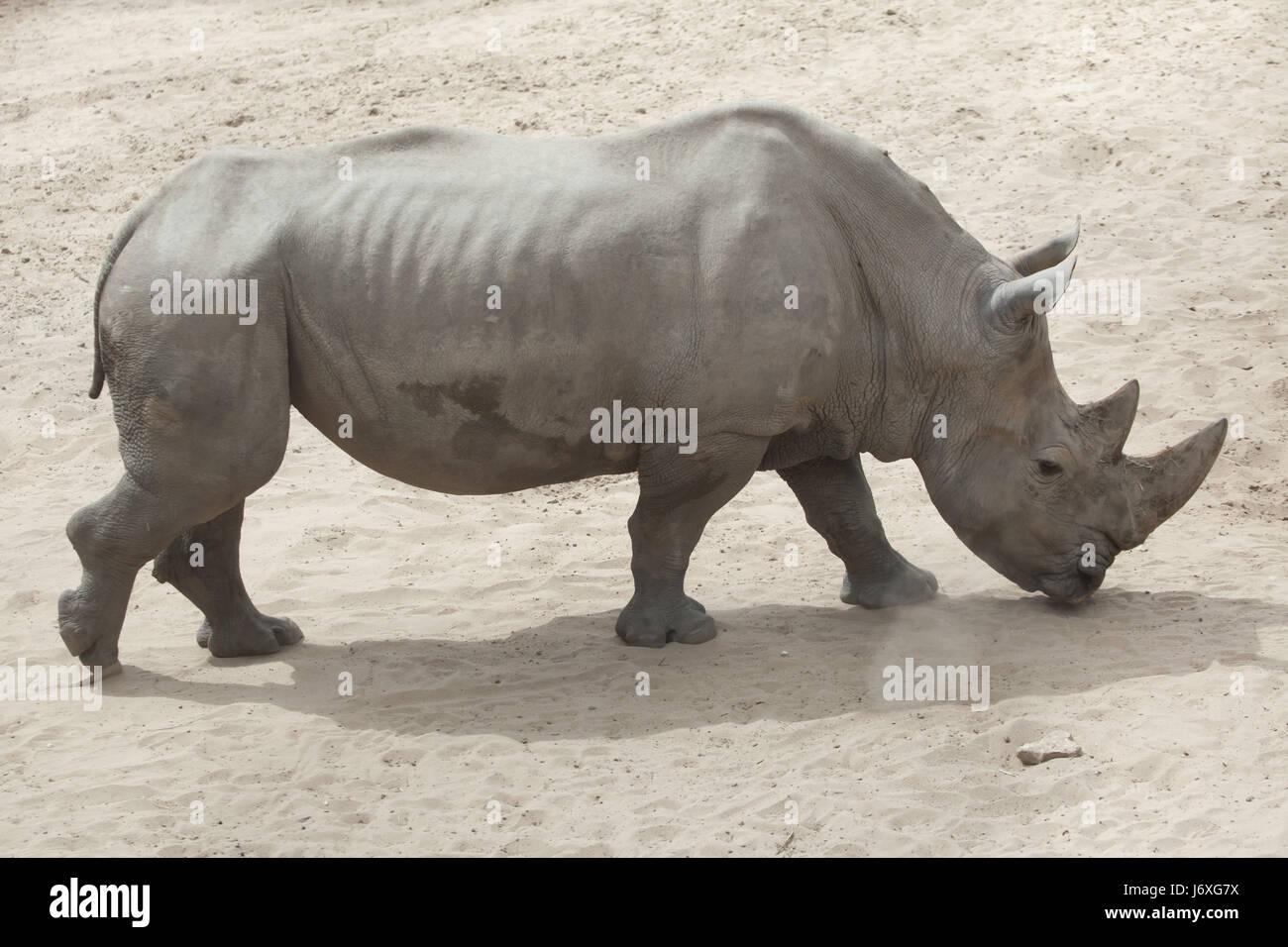 Southern white rhinoceros (Ceratotherium simum simum). Stock Photo